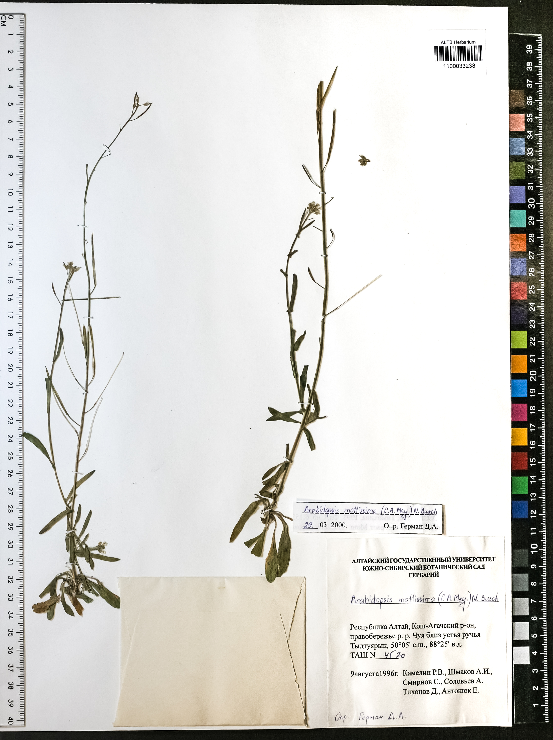 Arabidopsis mollissima (C.A.Mey.) N.Busch