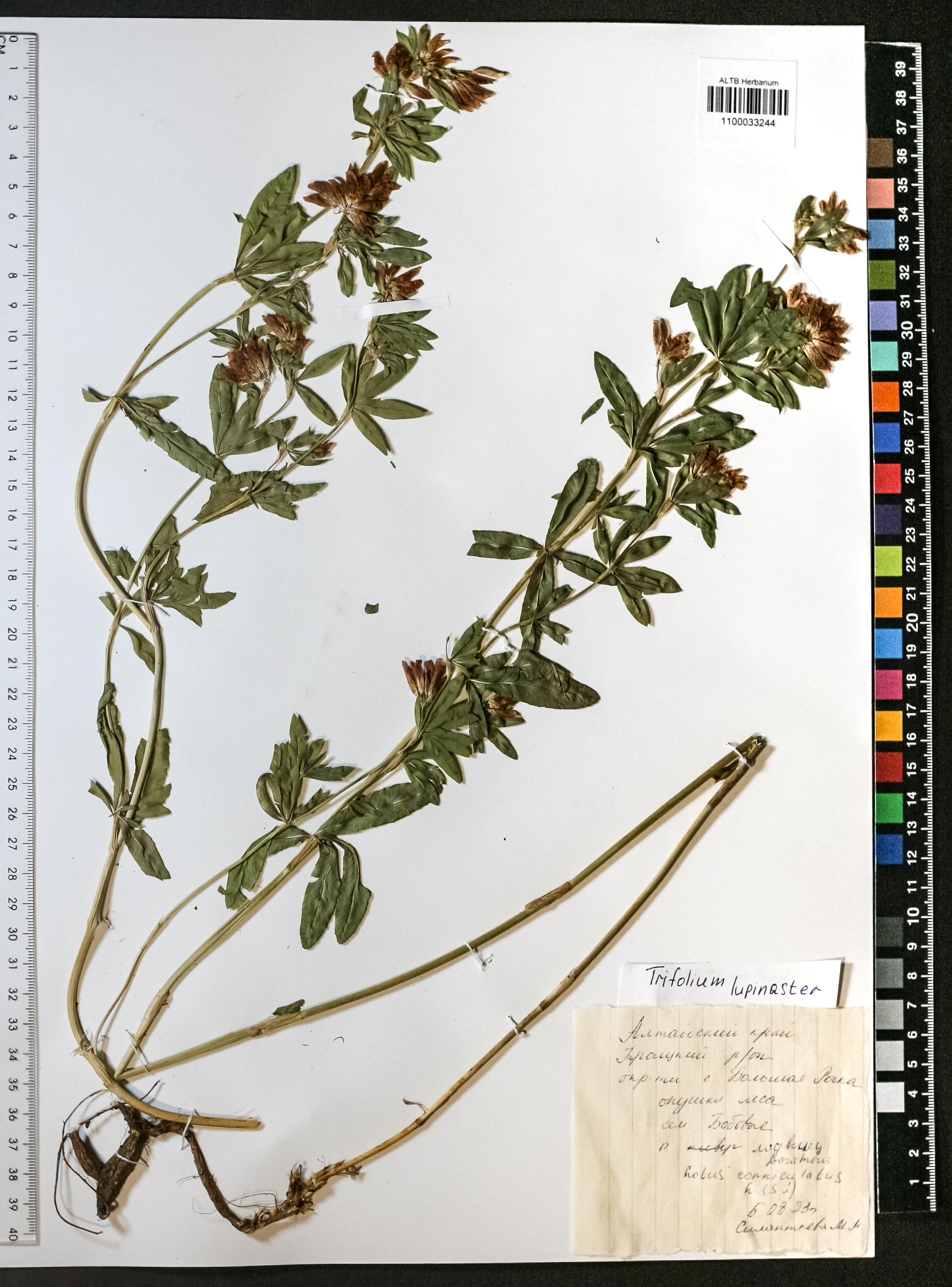 Trifolium lupinaster L.