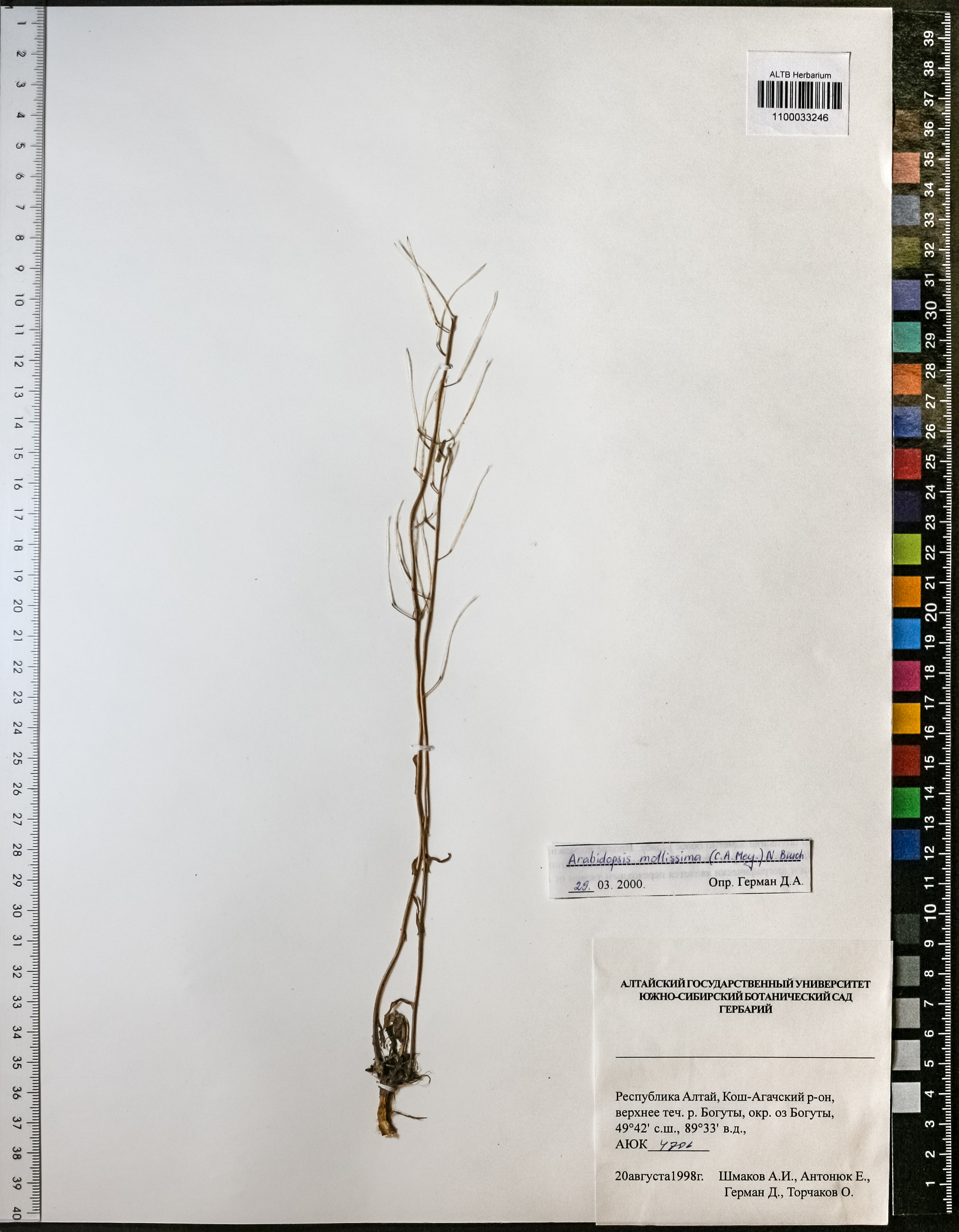 Arabidopsis mollissima (C.A.Mey.) N.Busch