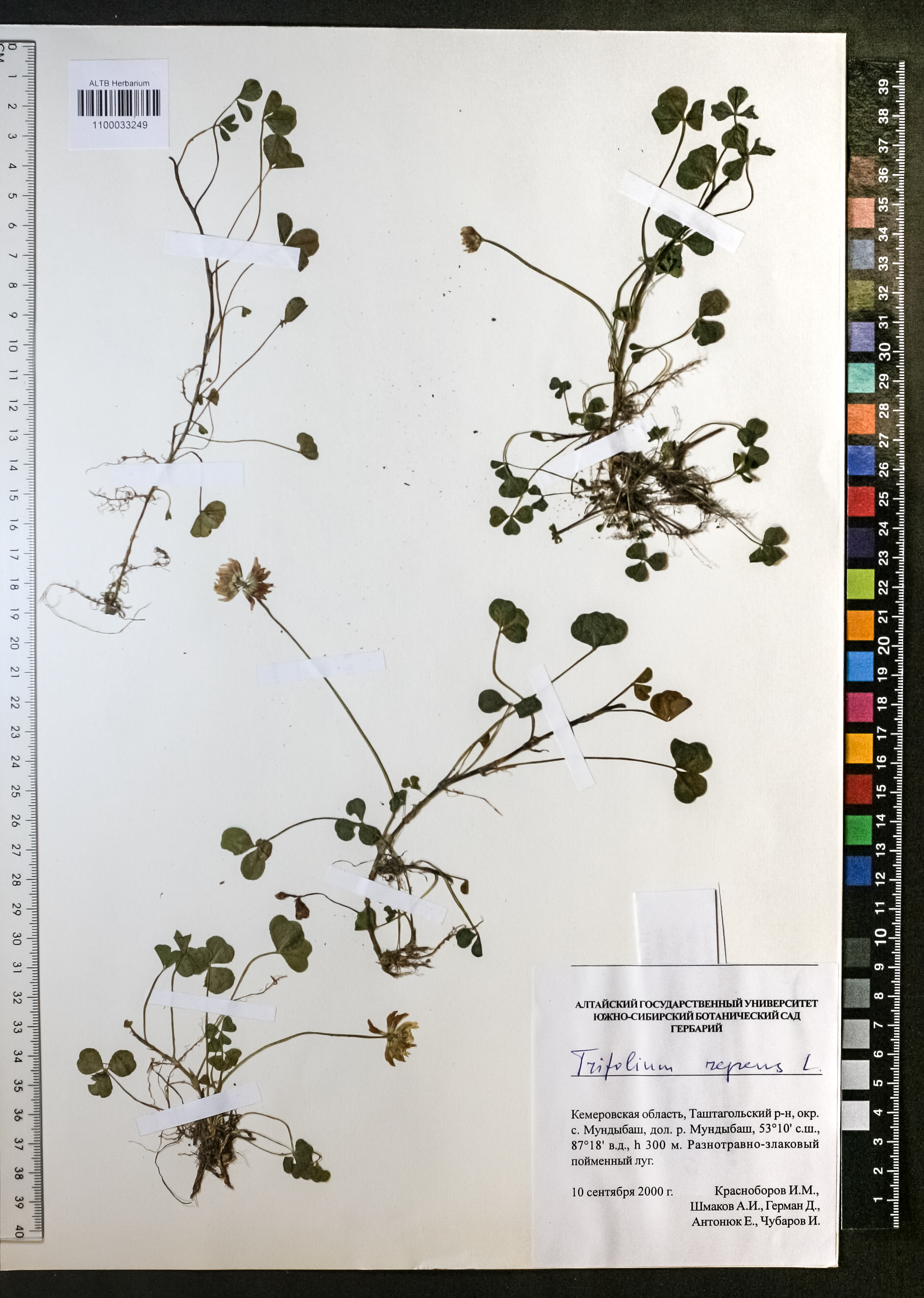 Trifolium repens L.