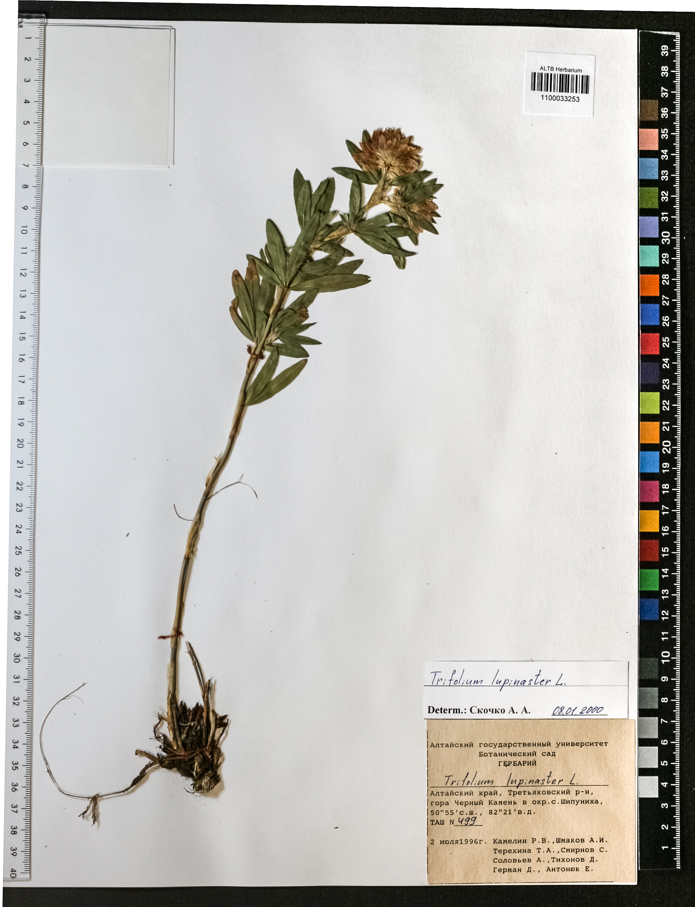 Trifolium lupinaster L.