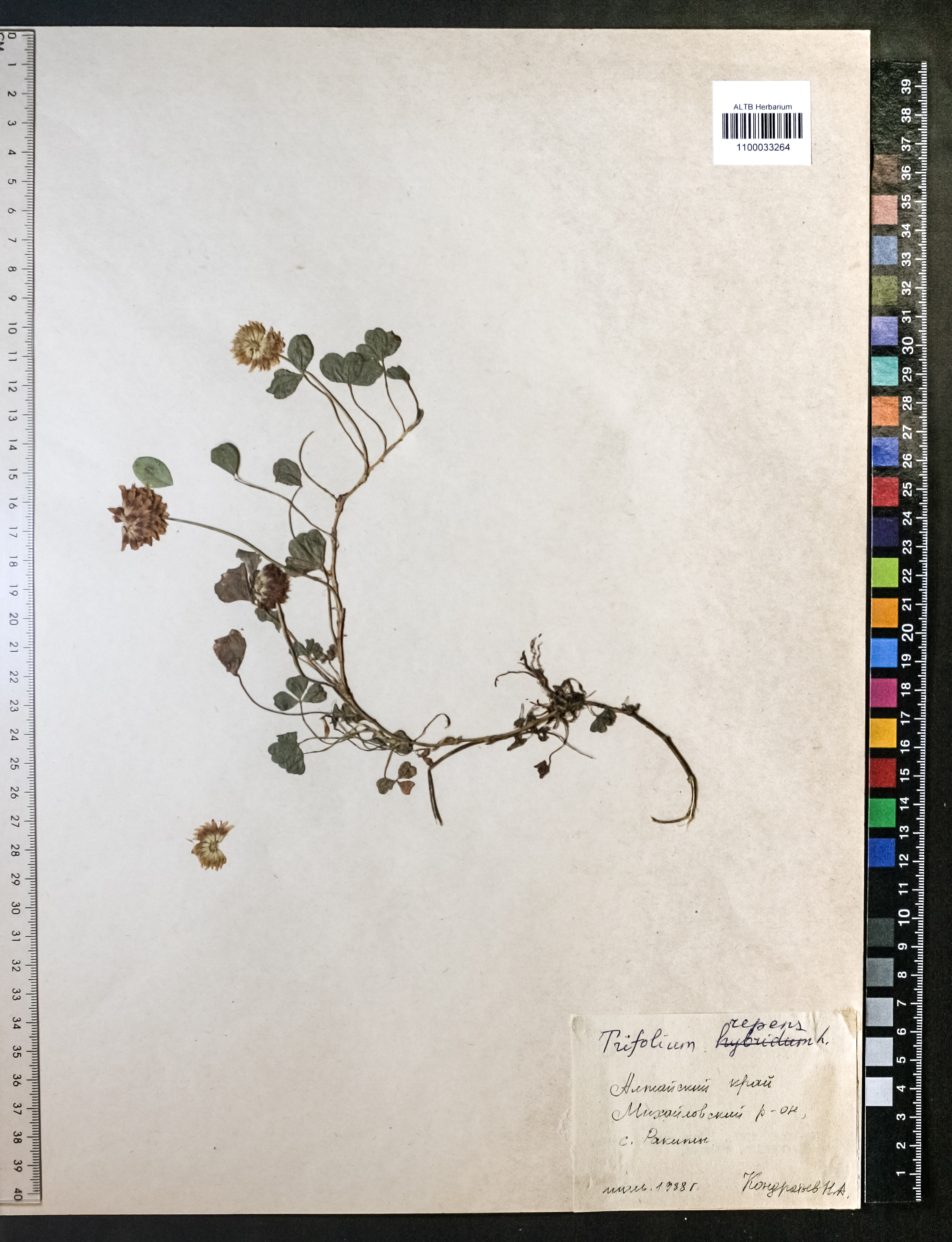 Trifolium repens L.