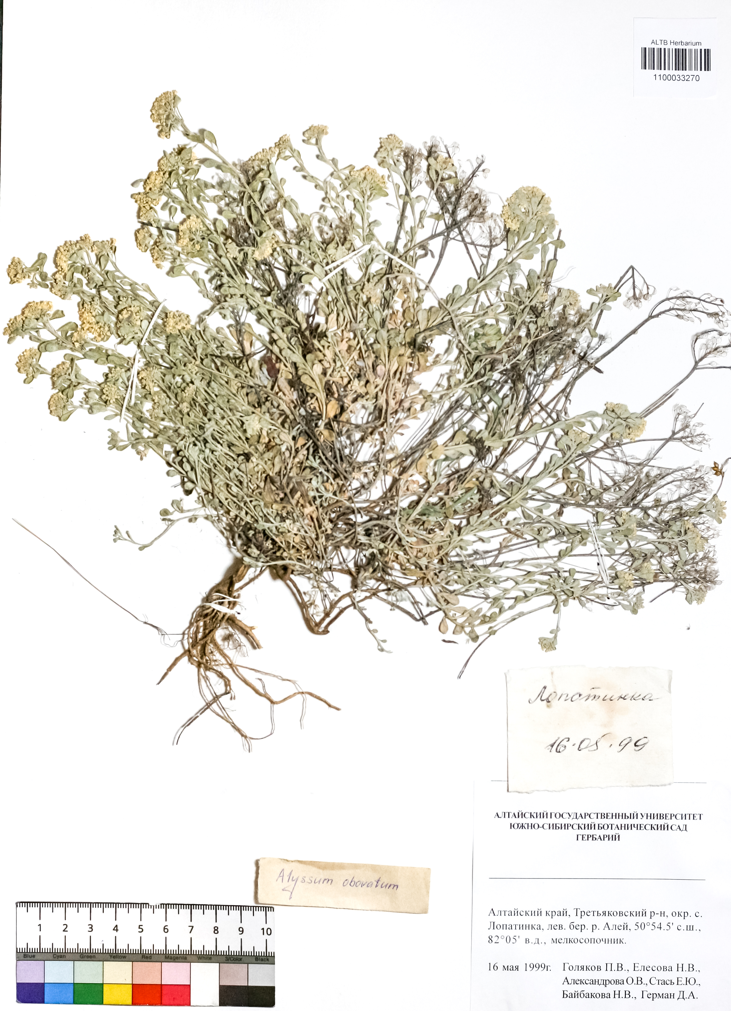Alyssum obovatum (C.A.Mey.) Turcz.
