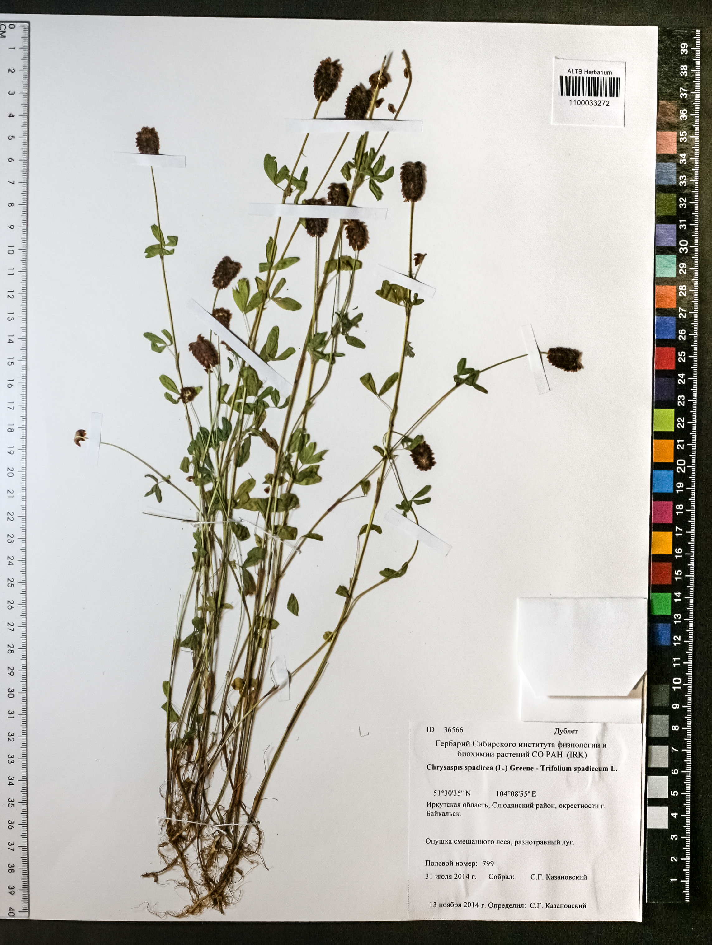Trifolium spadiceum L.