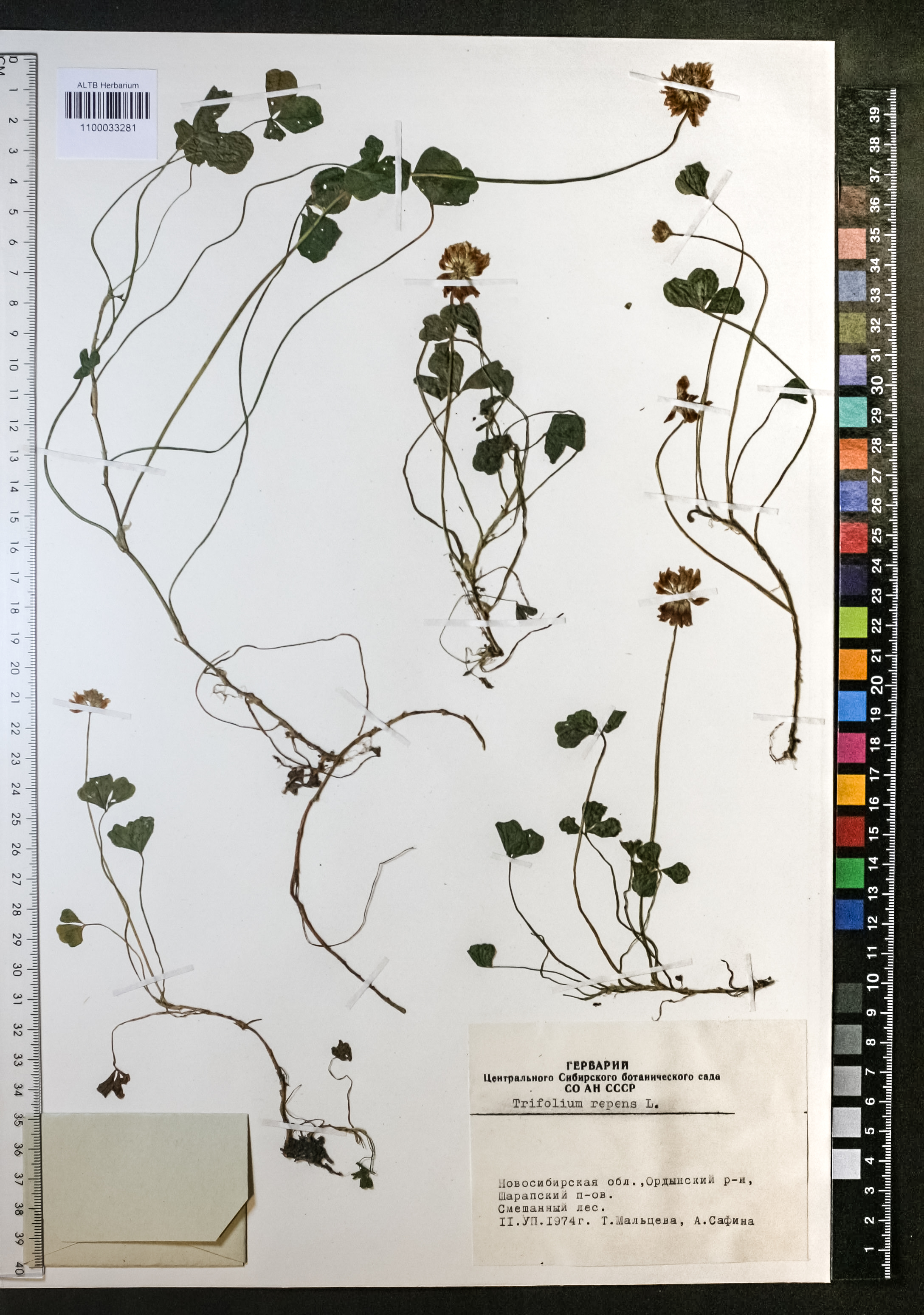 Trifolium repens L.