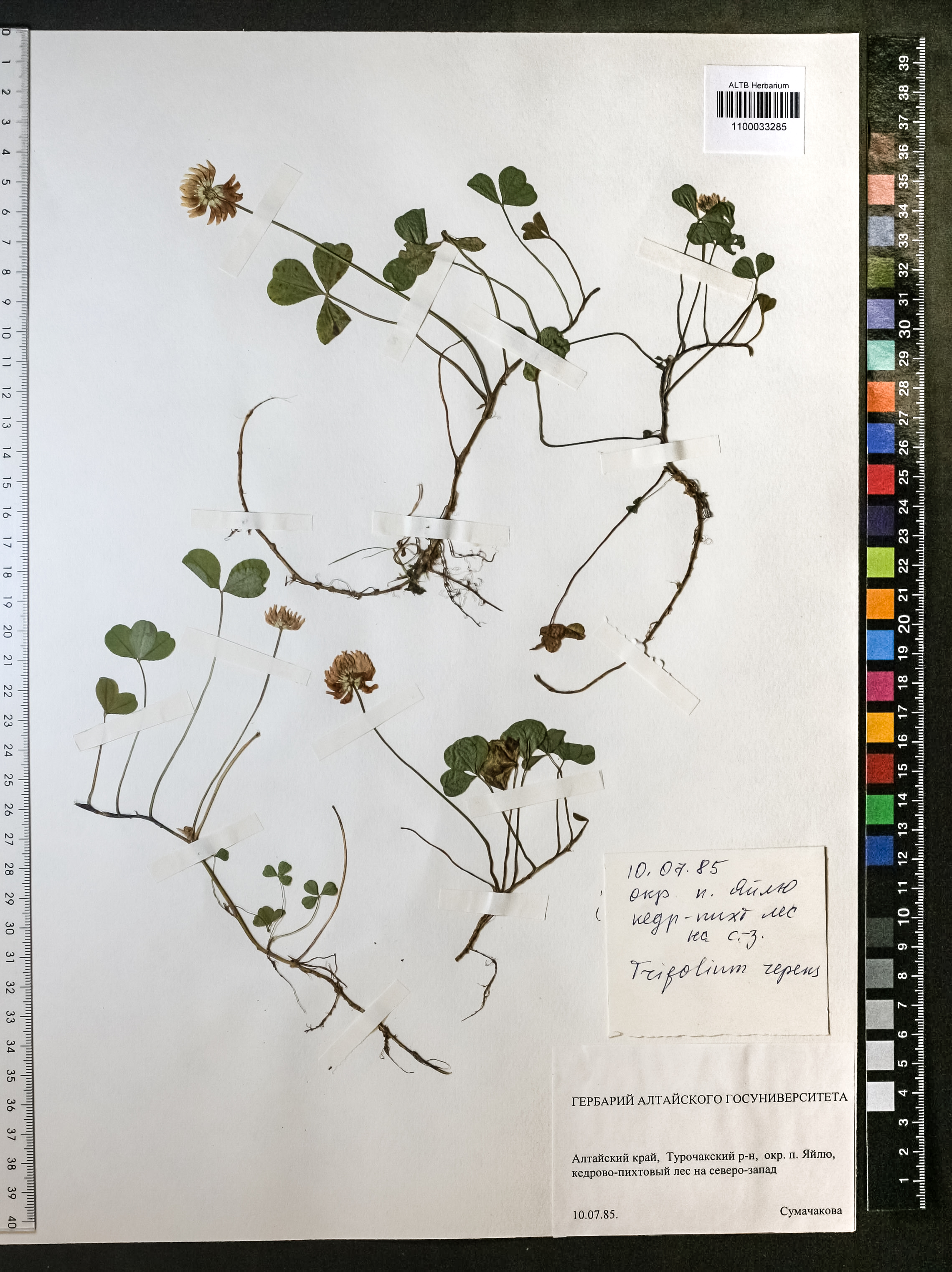 Trifolium repens L.