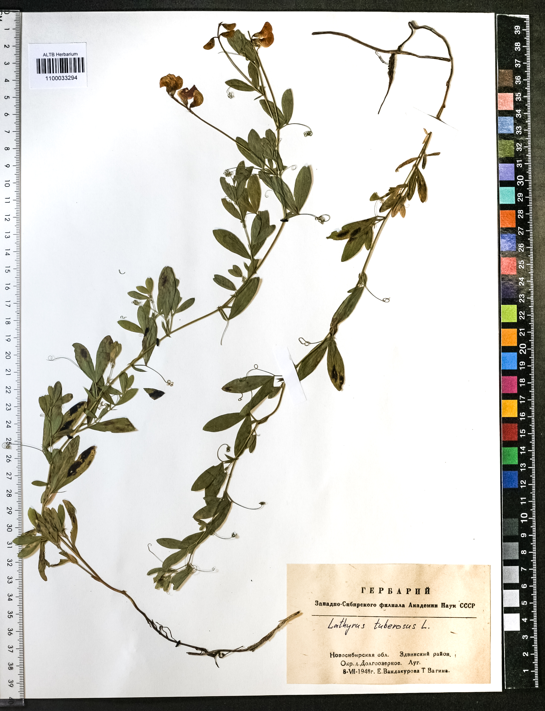Lathyrus tuberosus L.