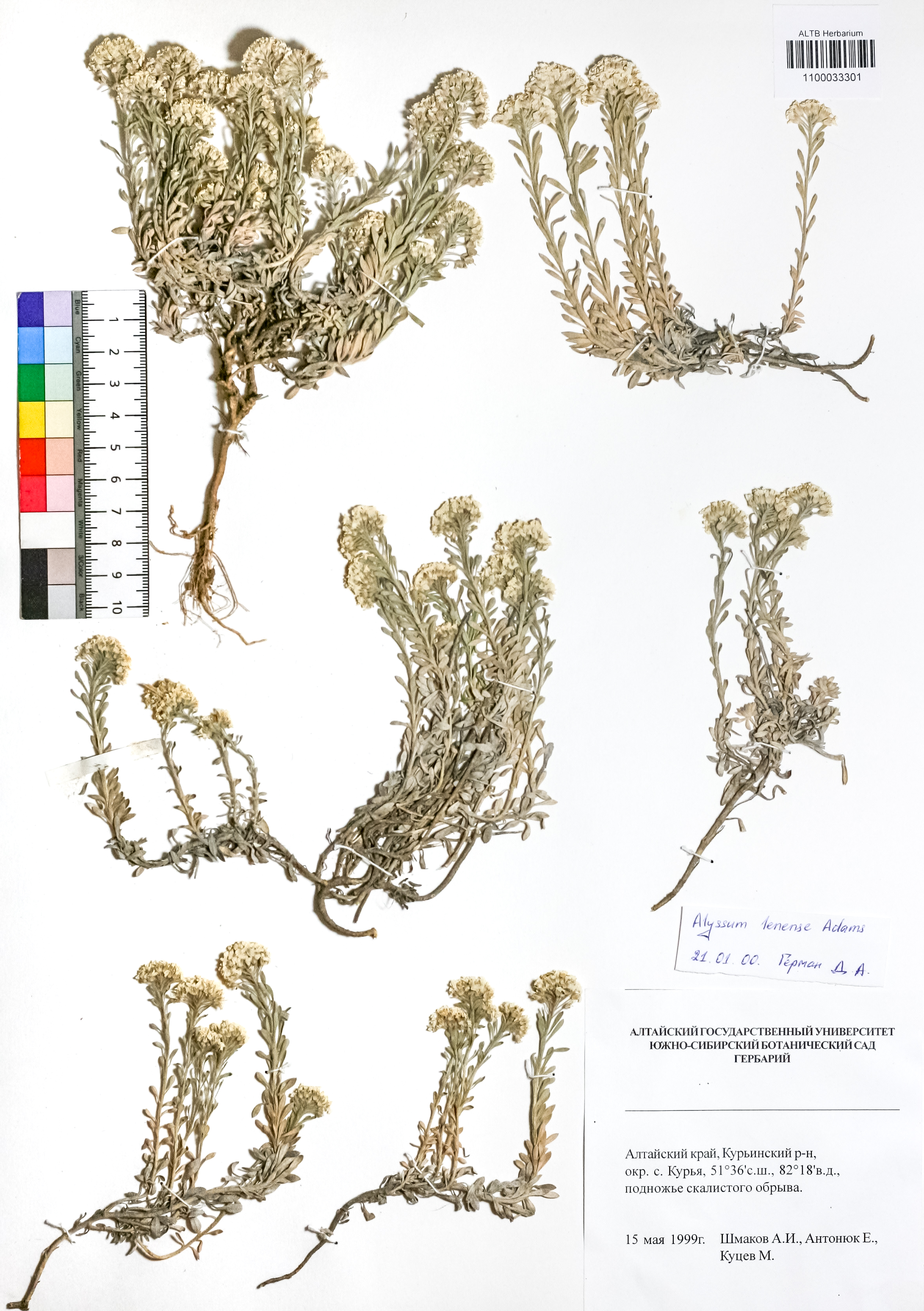 Alyssum lenense Adams