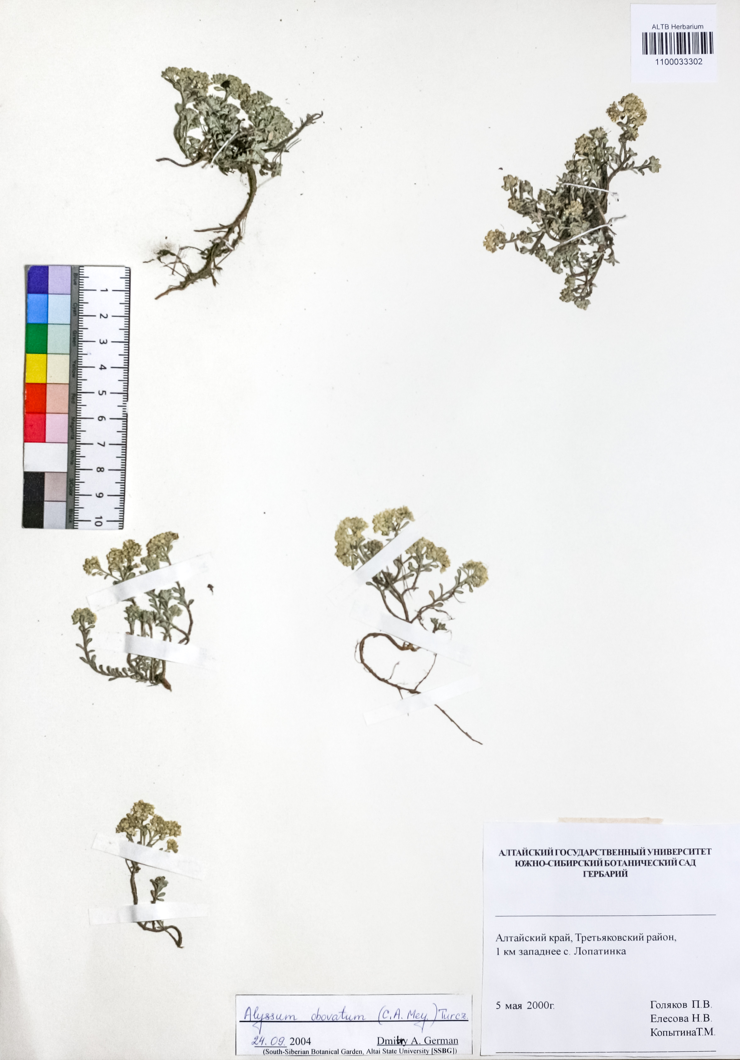 Alyssum obovatum (C.A.Mey.) Turcz.