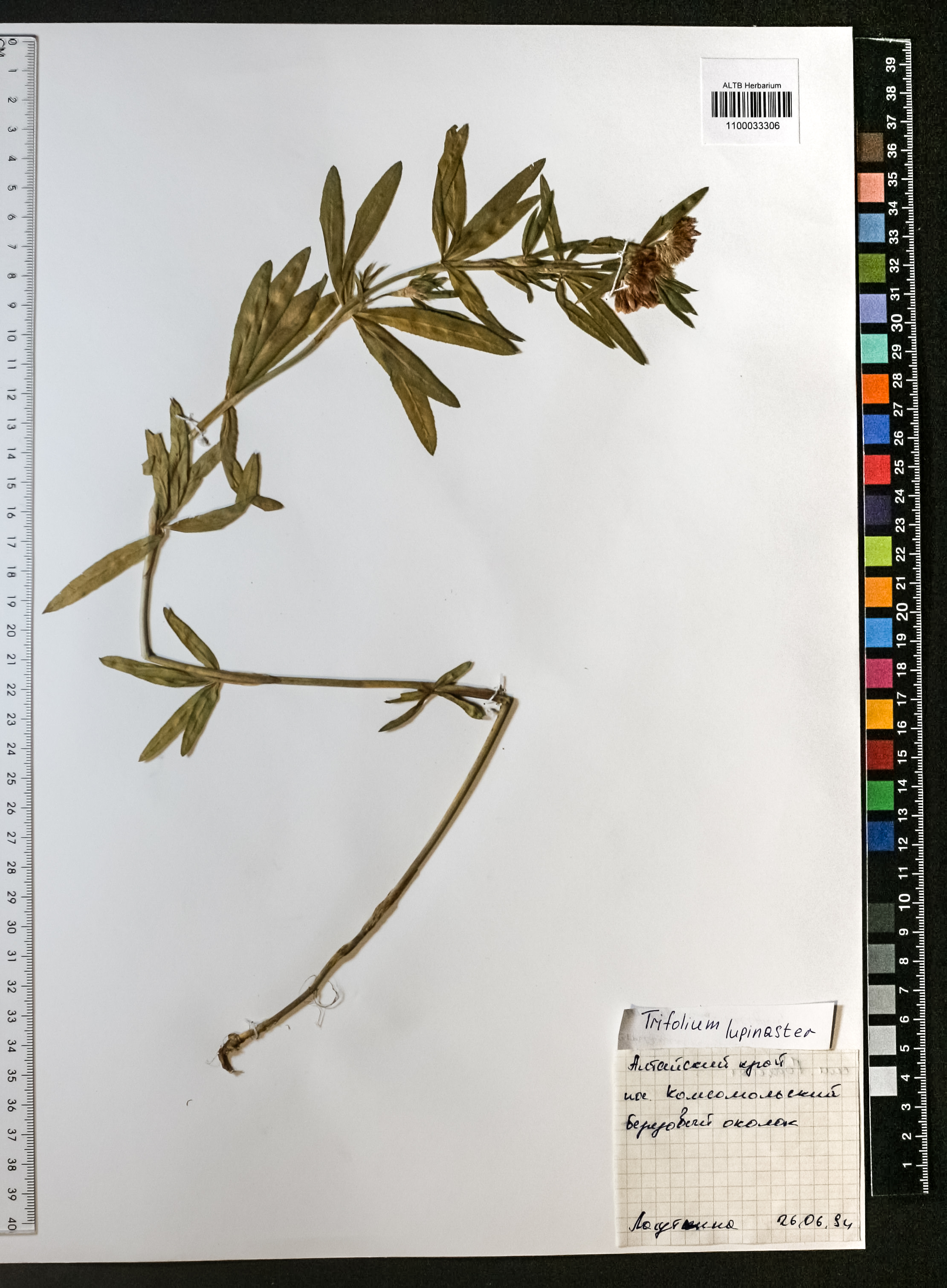 Trifolium lupinaster L.