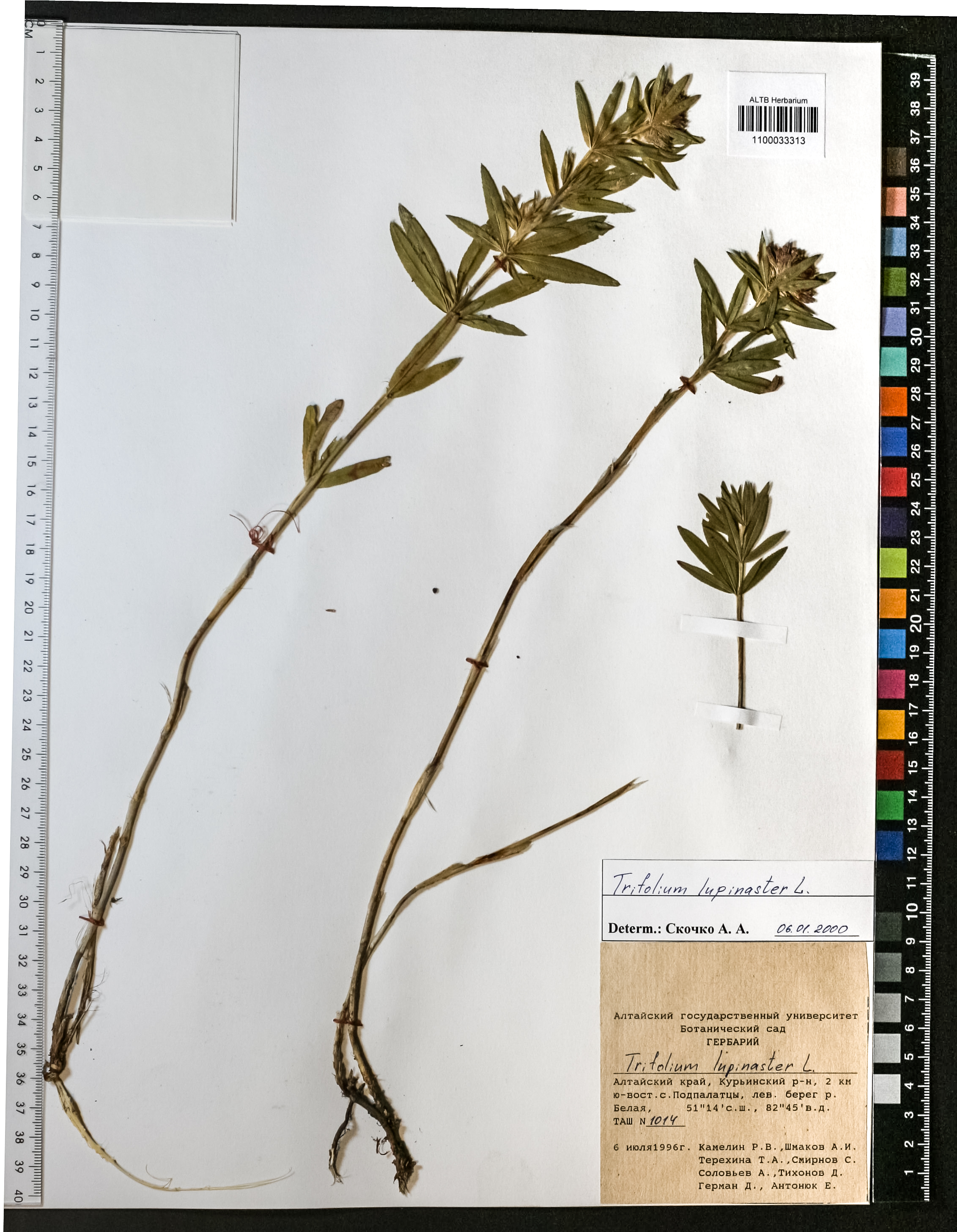 Trifolium lupinaster L.