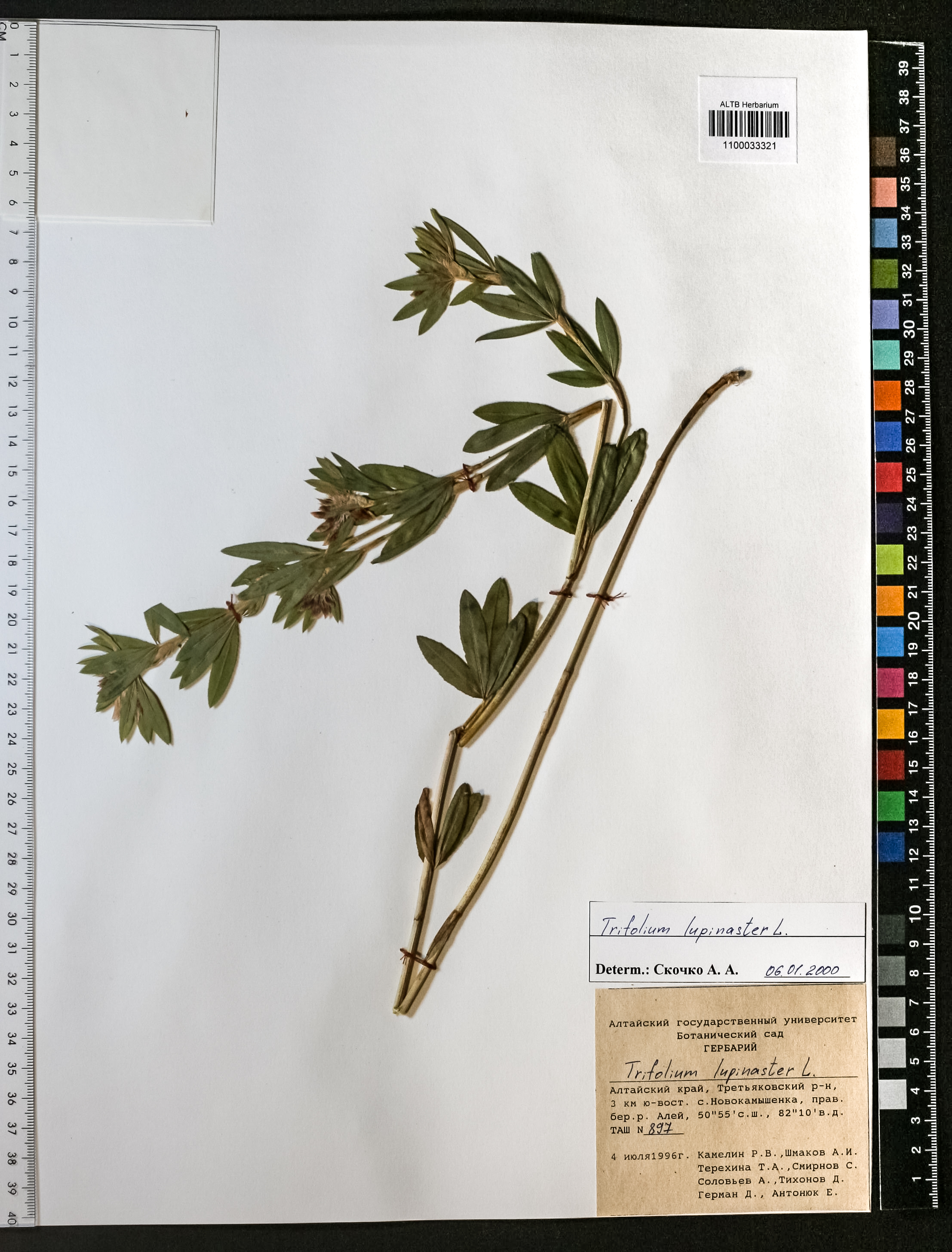 Trifolium lupinaster L.