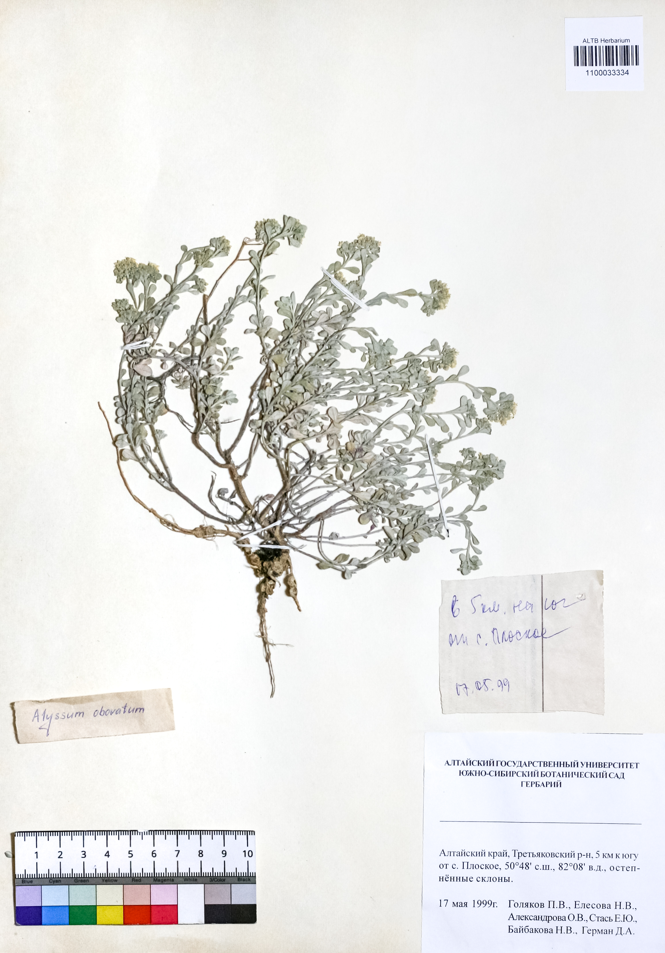 Alyssum obovatum (C.A.Mey.) Turcz.