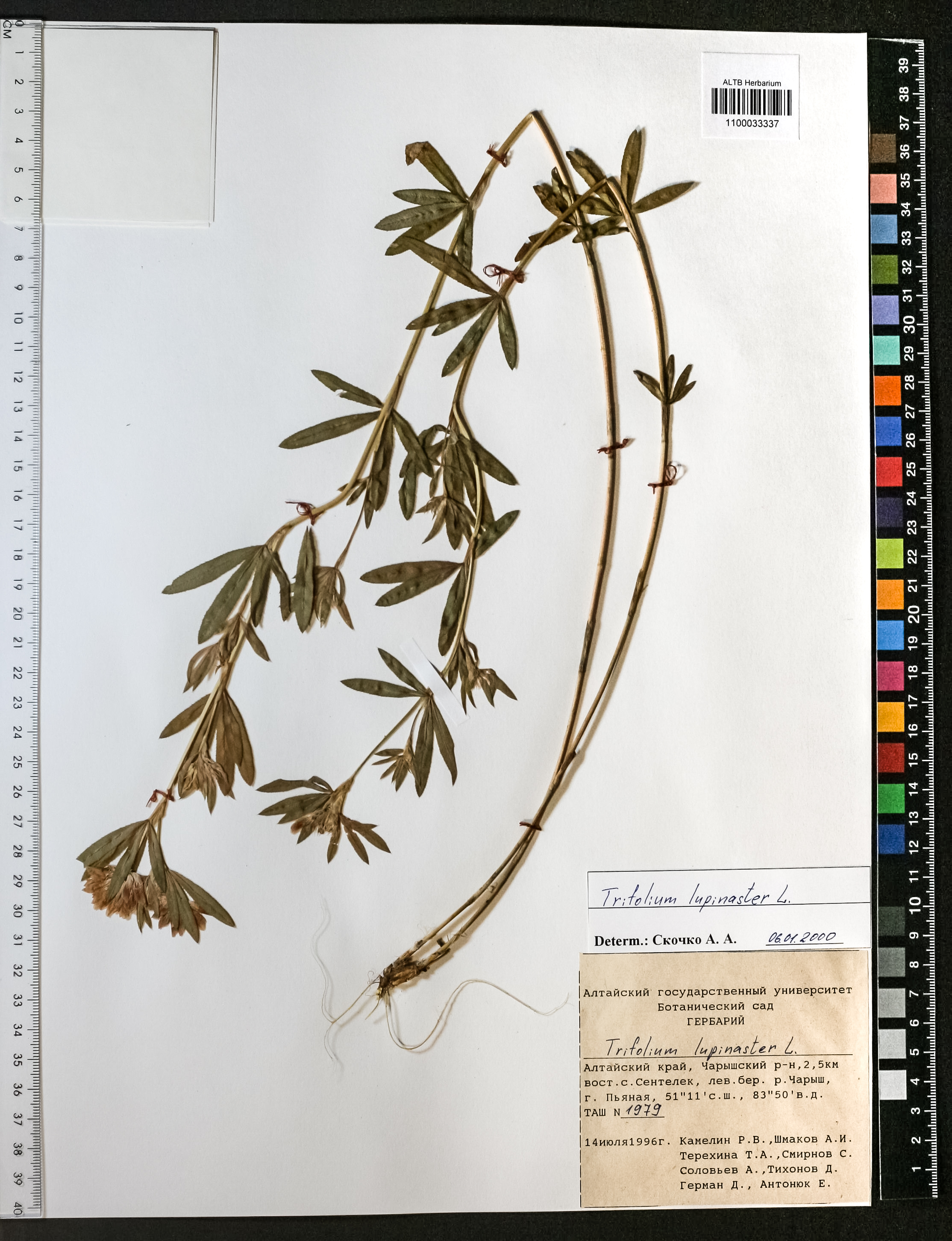 Trifolium lupinaster L.