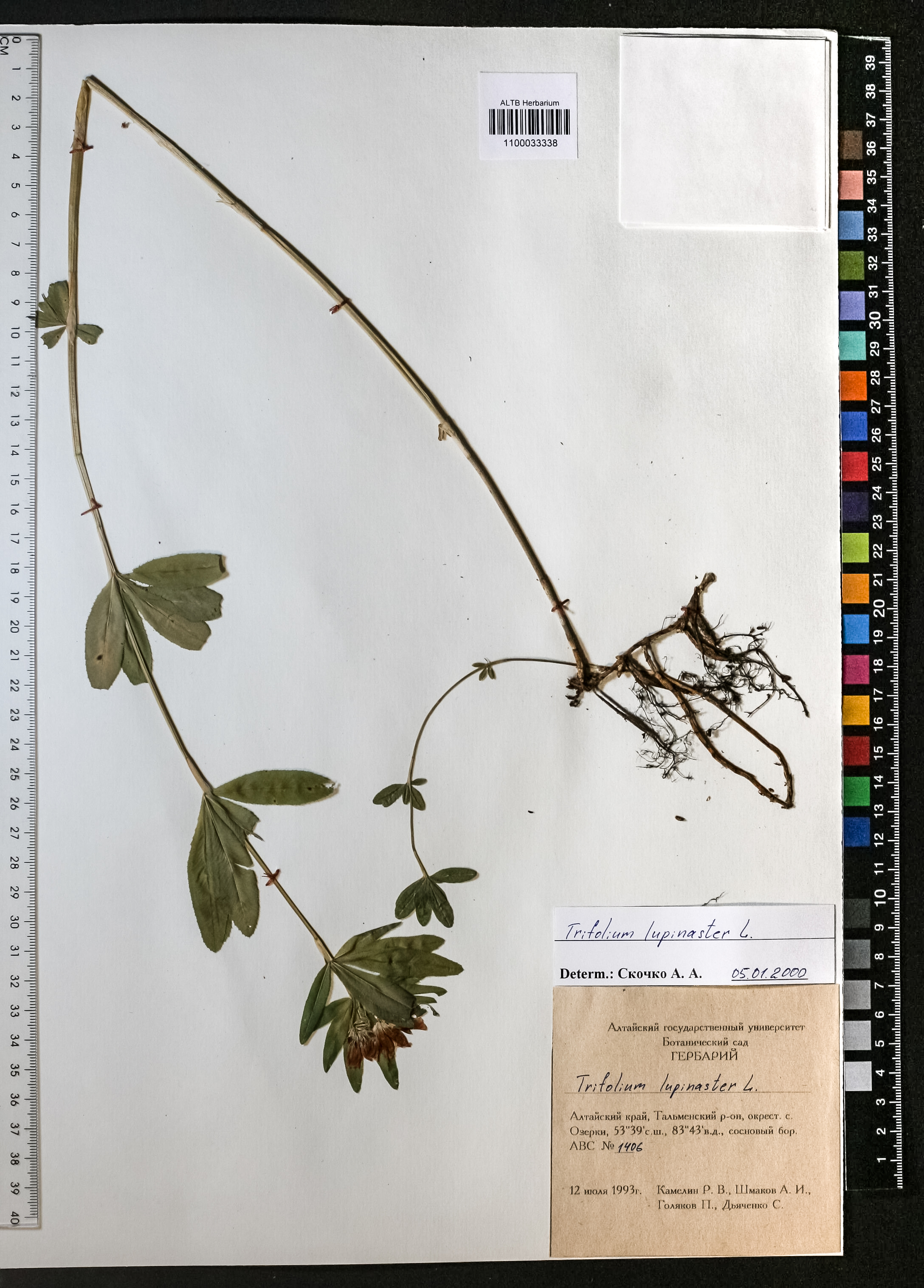 Trifolium lupinaster L.