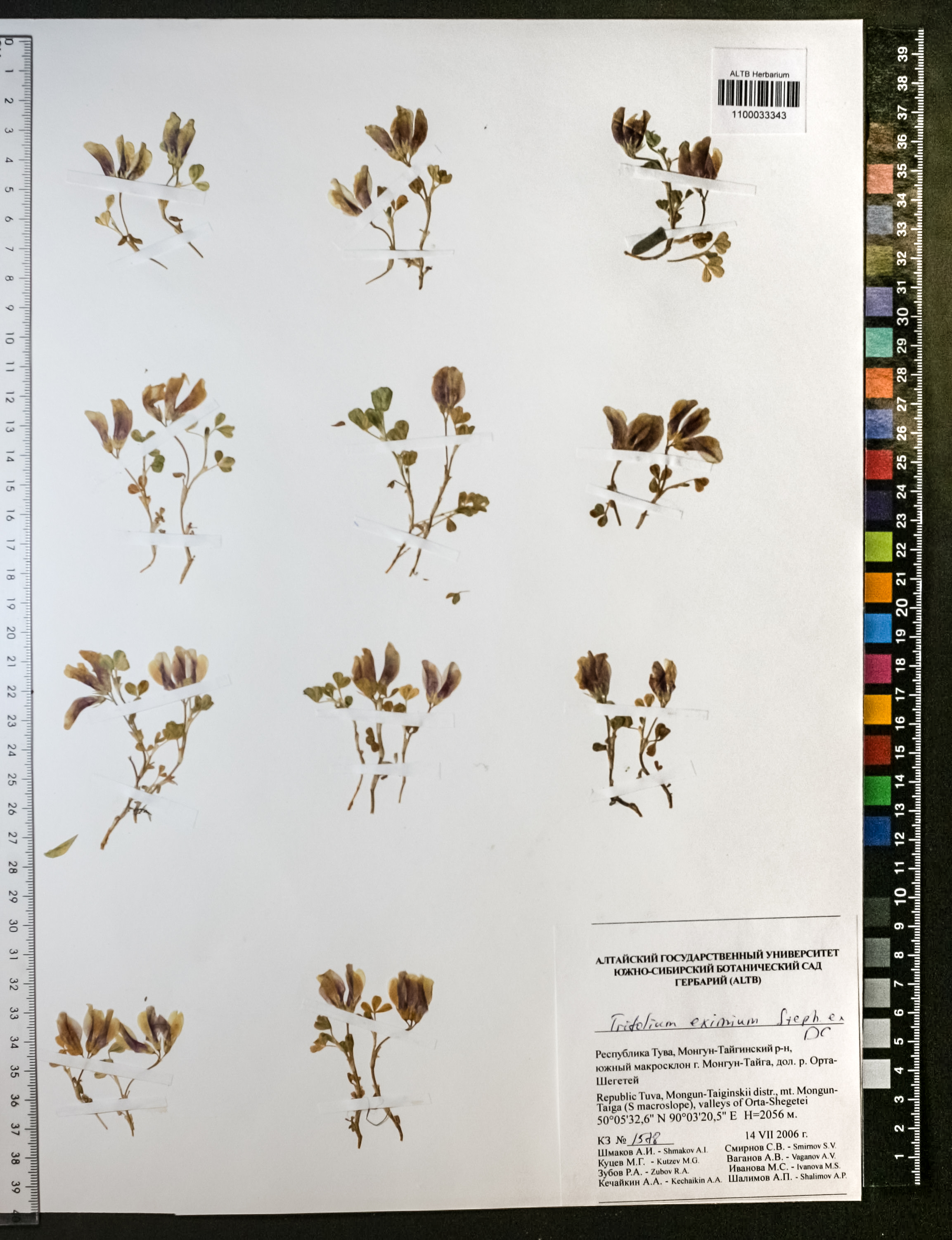 Trifolium eximium Steph. ex Ser.
