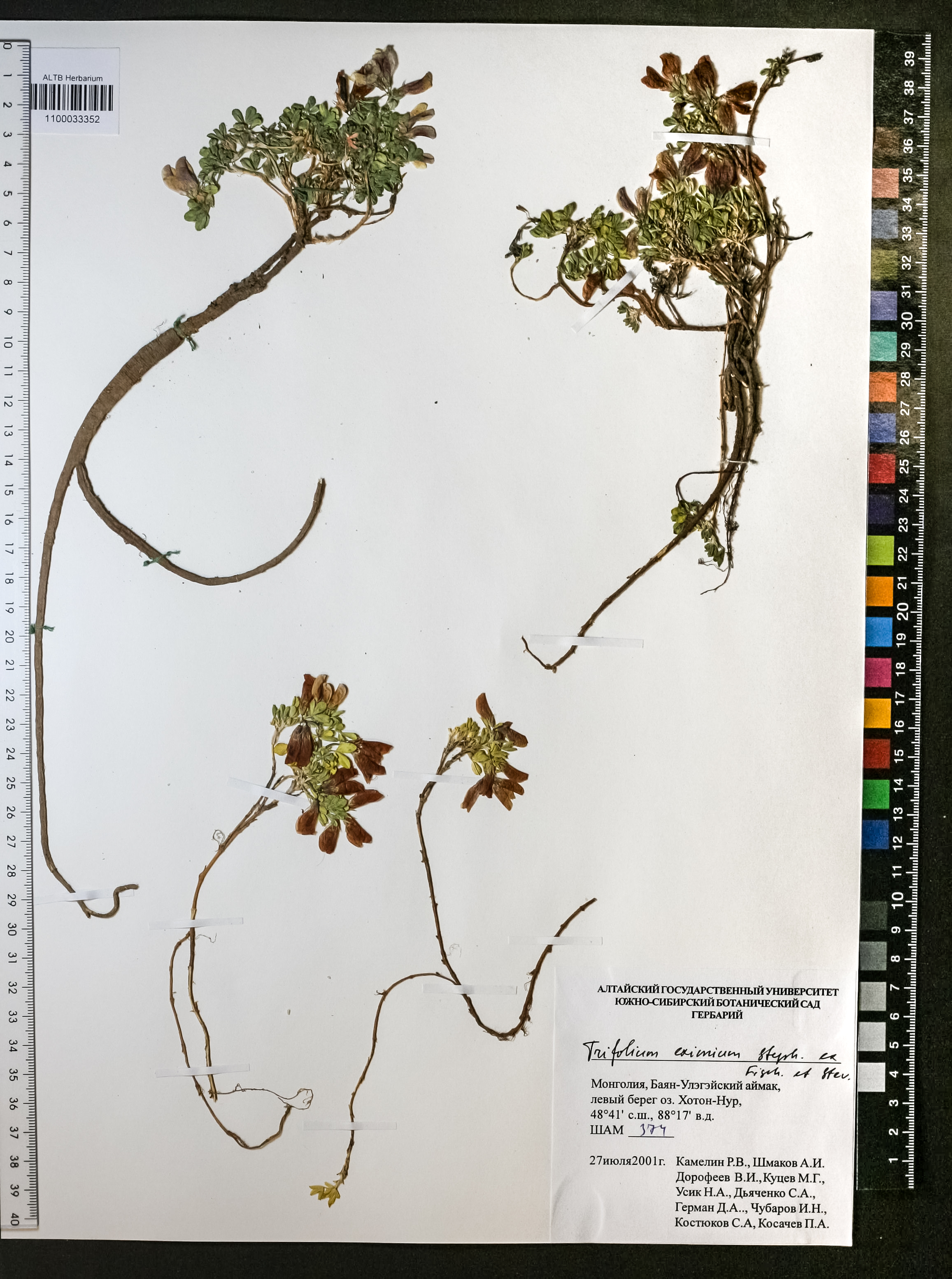 Trifolium eximium Steph. ex Ser.