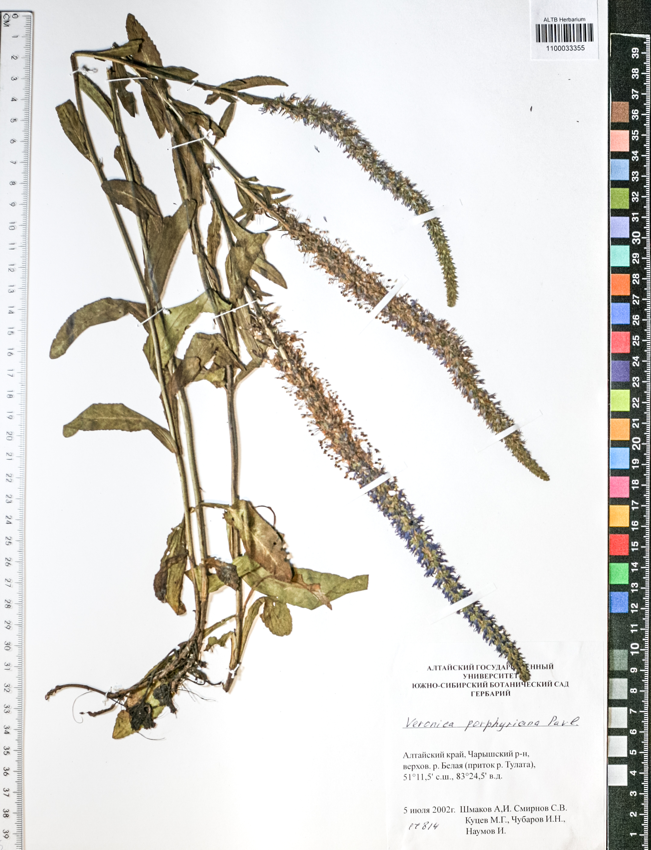  Veronica porphyriana Pavl.
