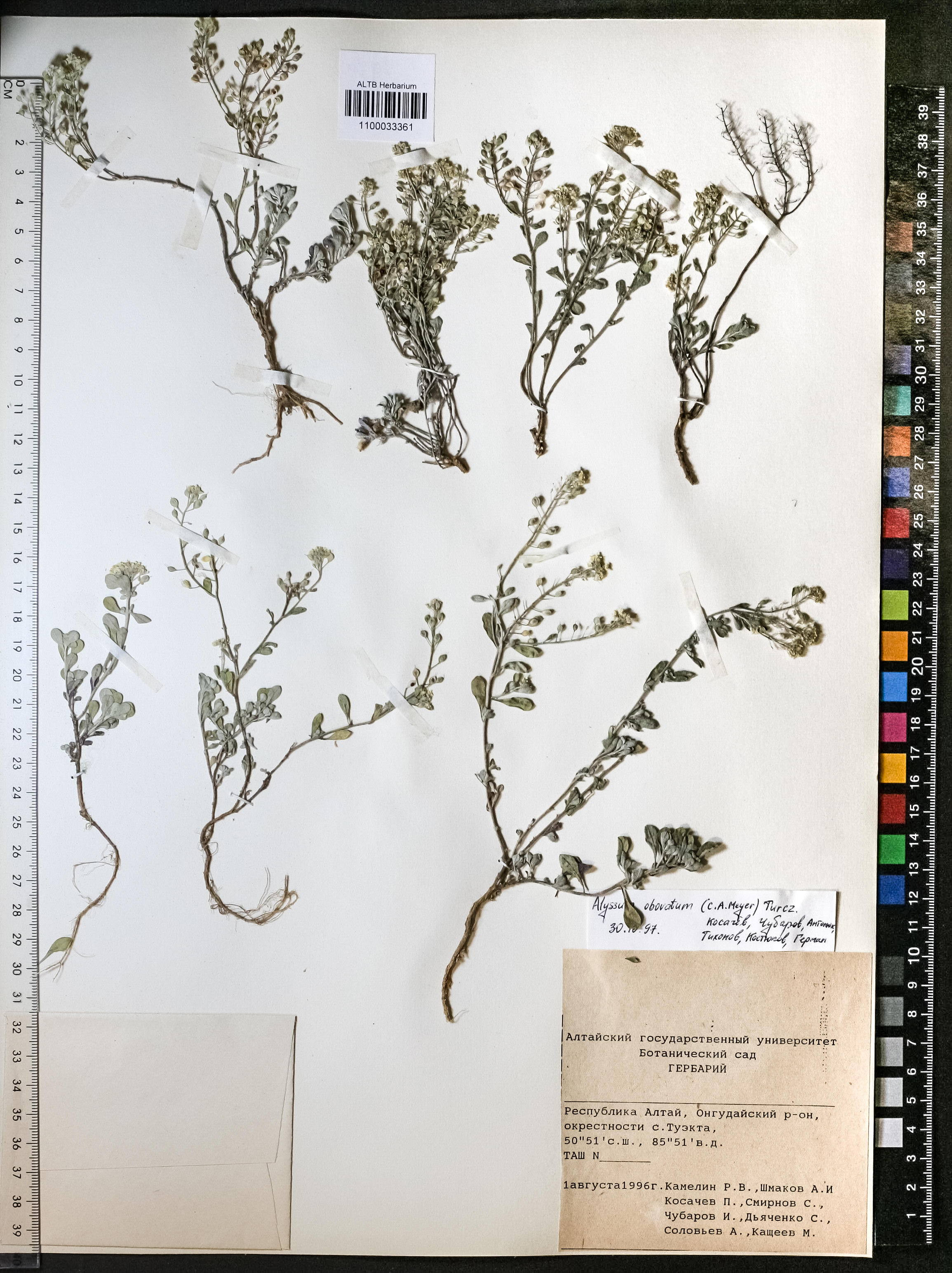 Alyssum obovatum (C.A.Mey.) Turcz.