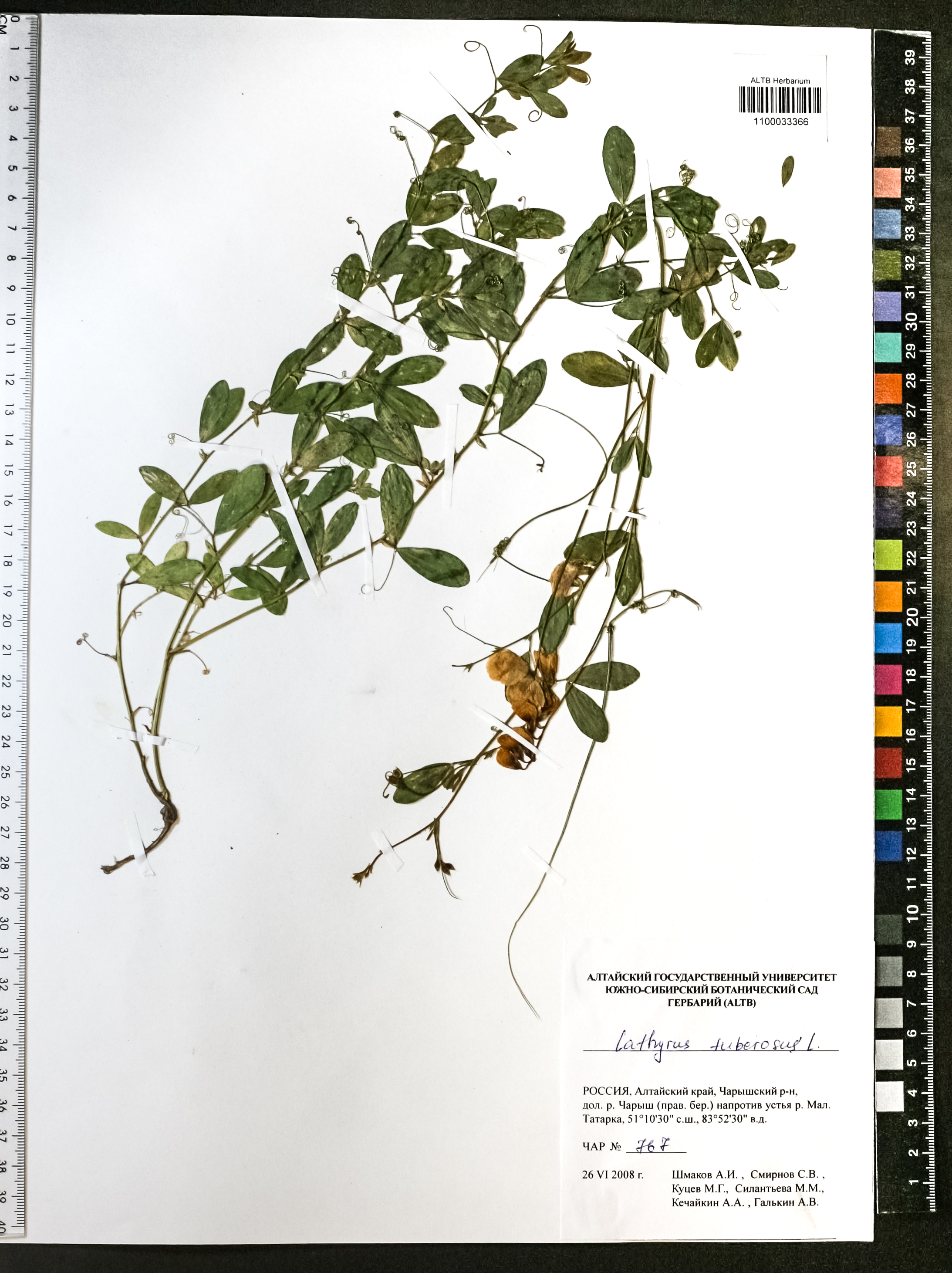 Lathyrus tuberosus L.