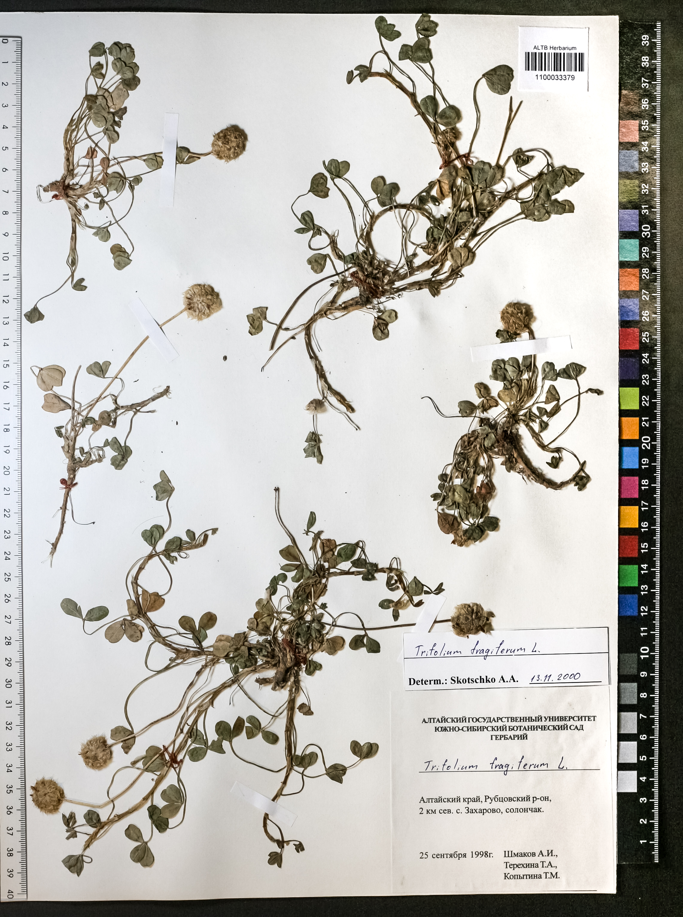 Trifolium fragiferum L.