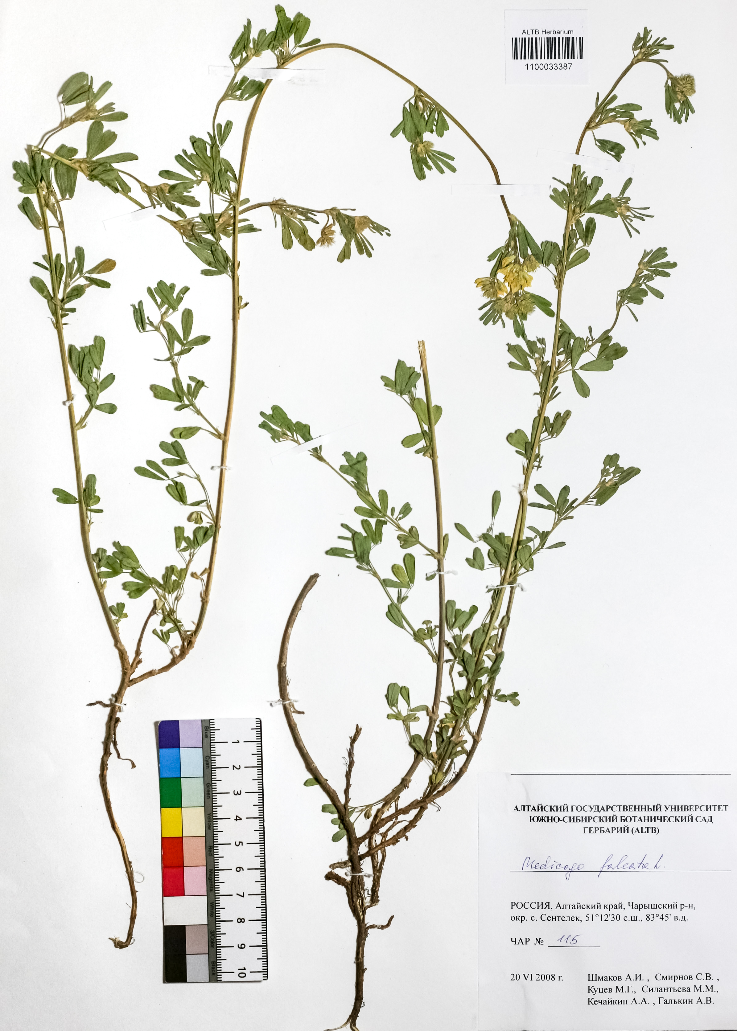 Medicago falcata L.