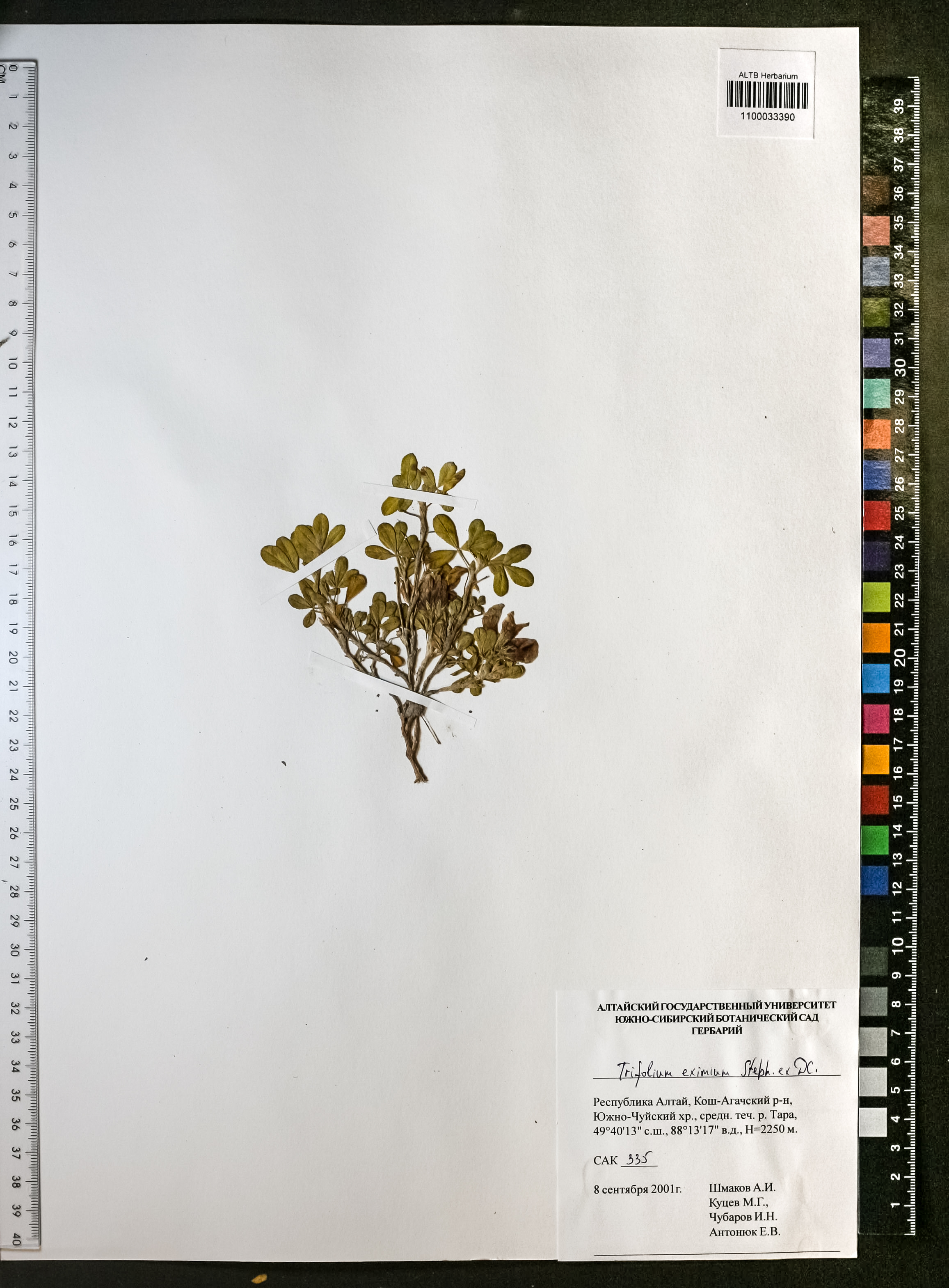 Trifolium eximium Steph. ex Ser.