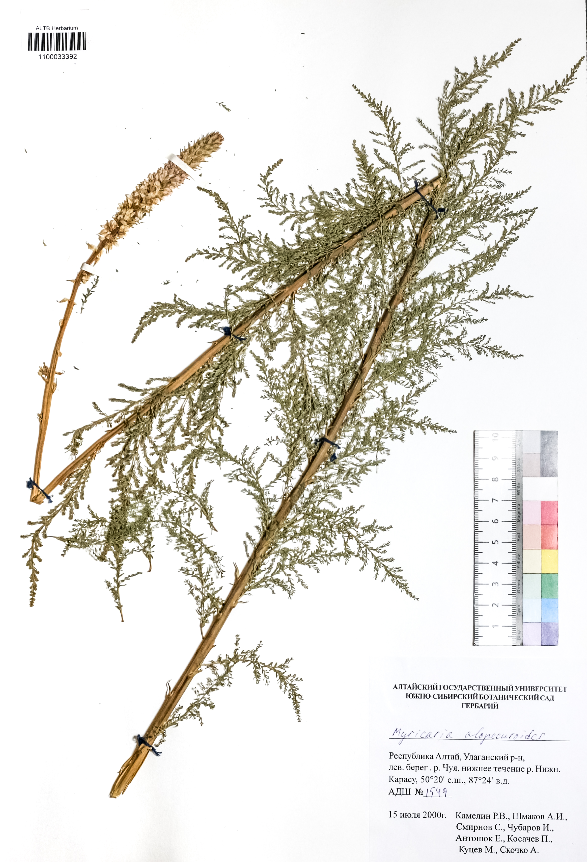 Myricaria alopecuroides Schrenk