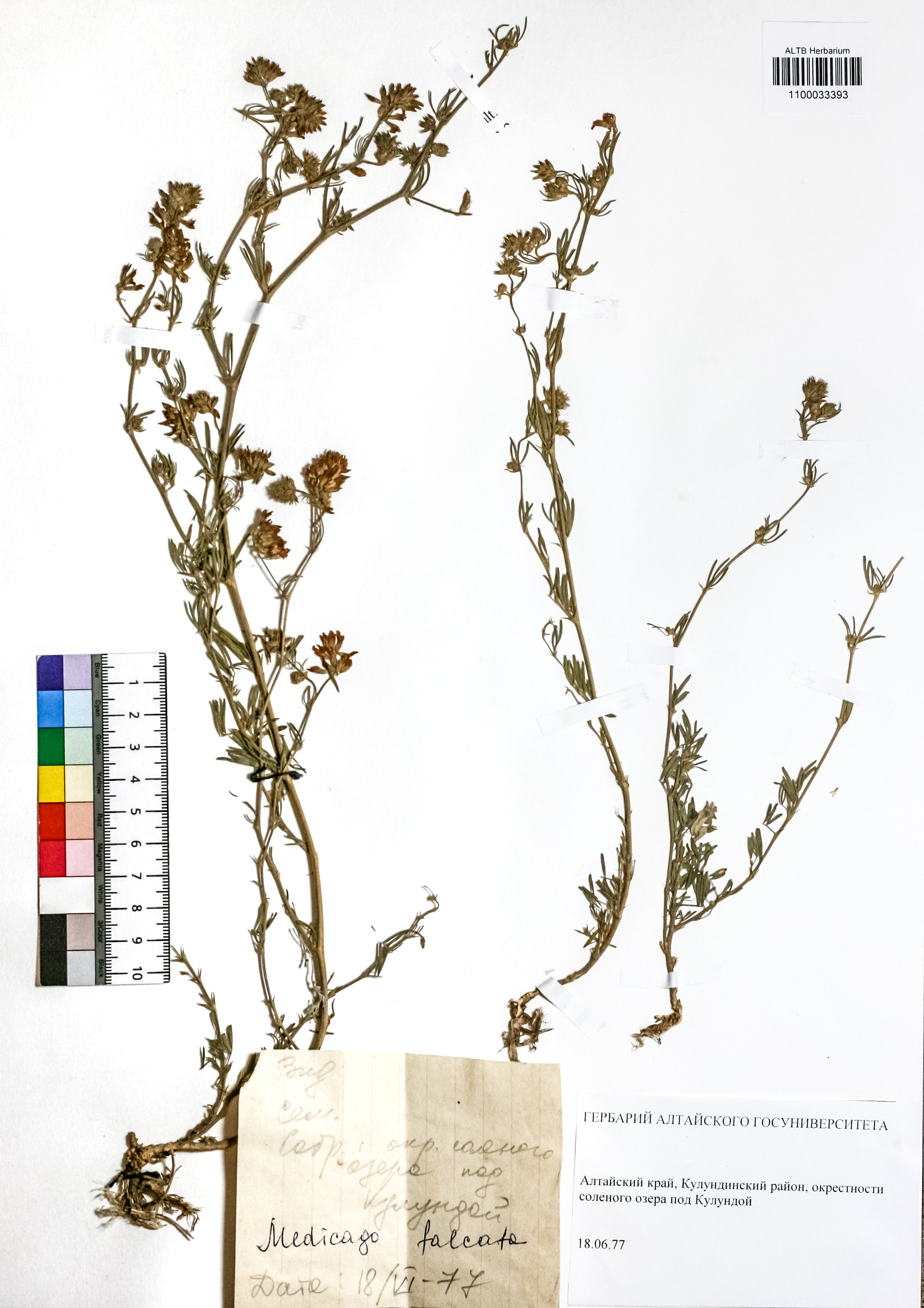 Medicago falcata L.