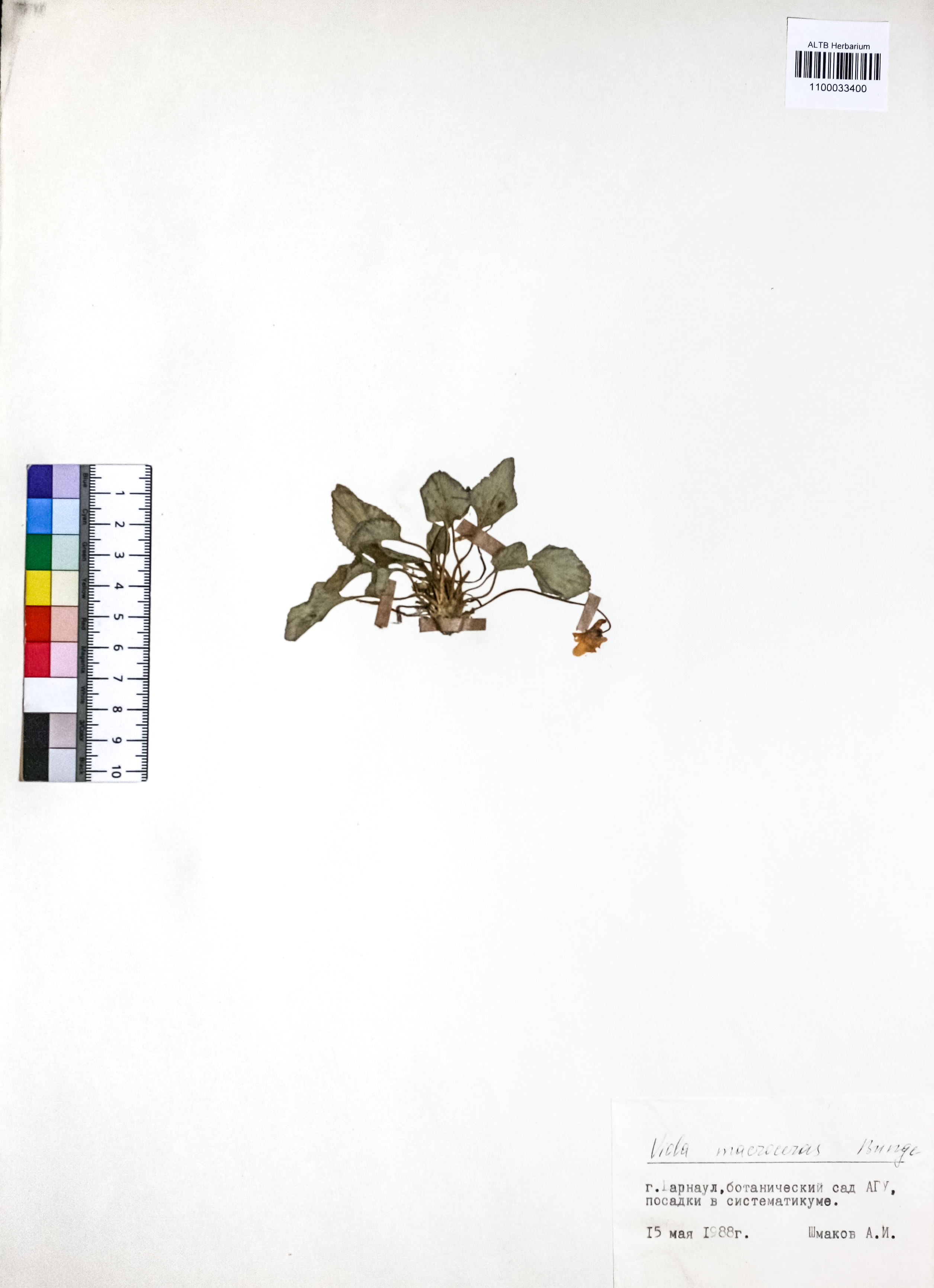 Viola macroceras Bunge