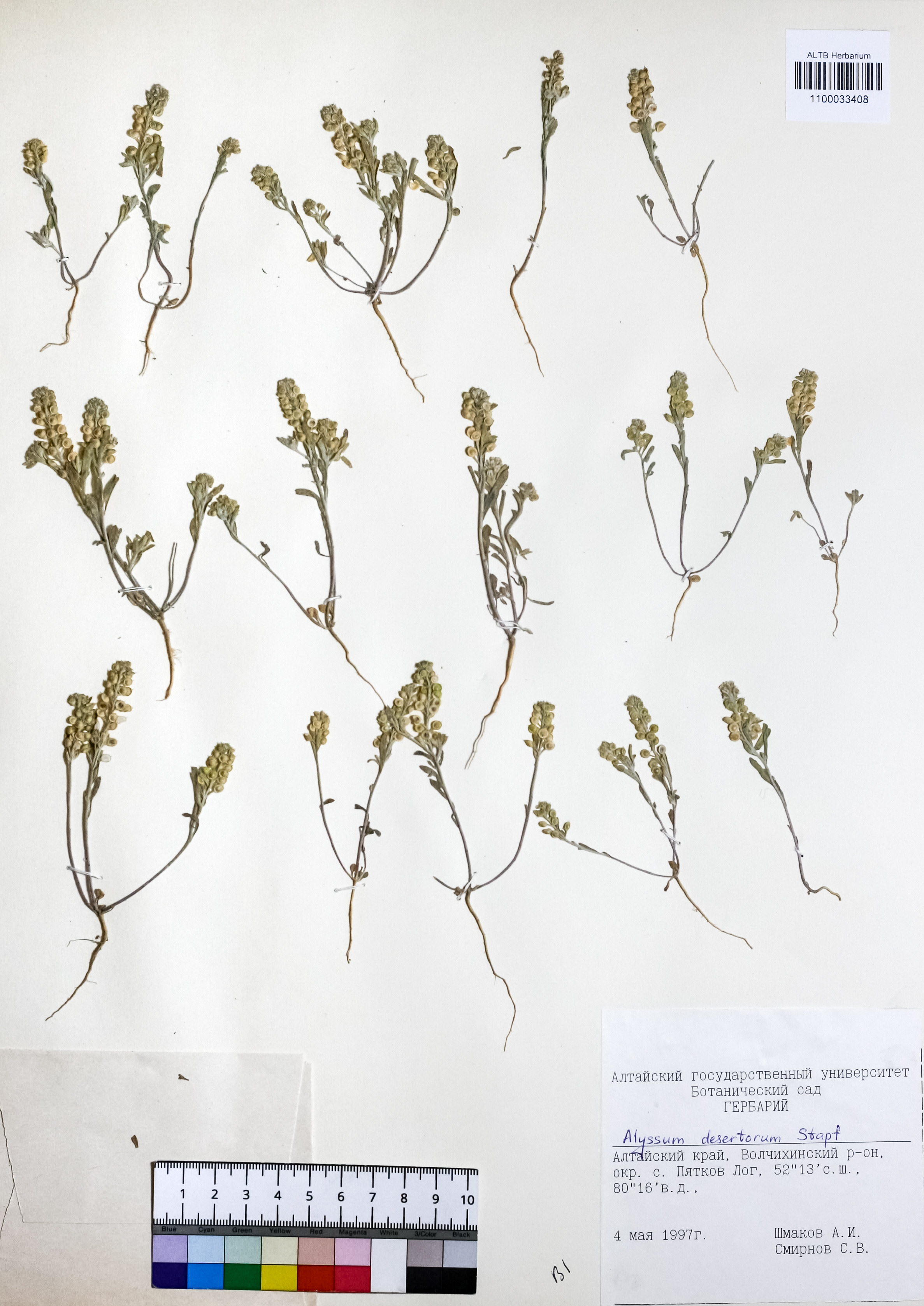 Alyssum desertorum Stapf