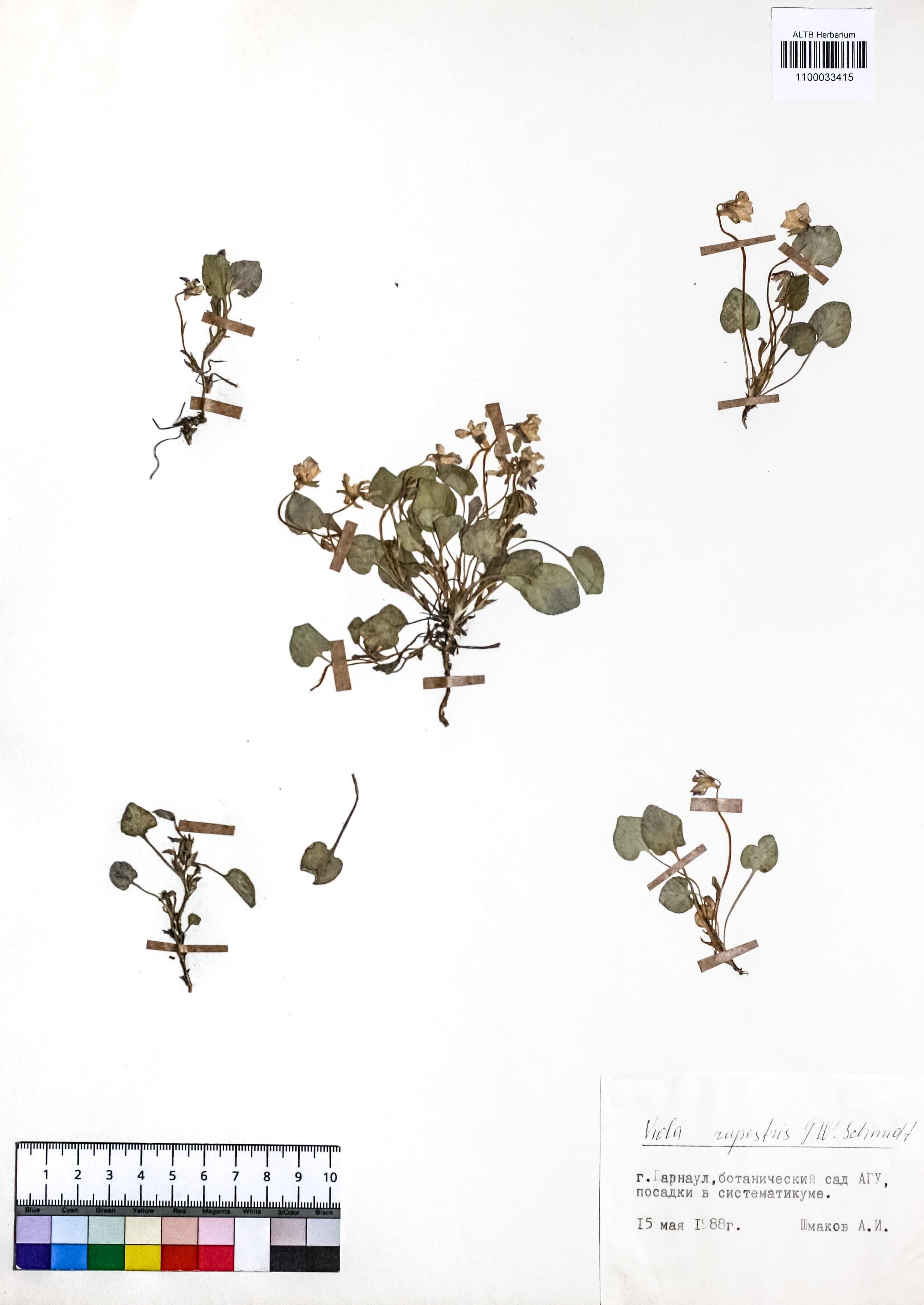 Viola rupestris F.W.Schmidt