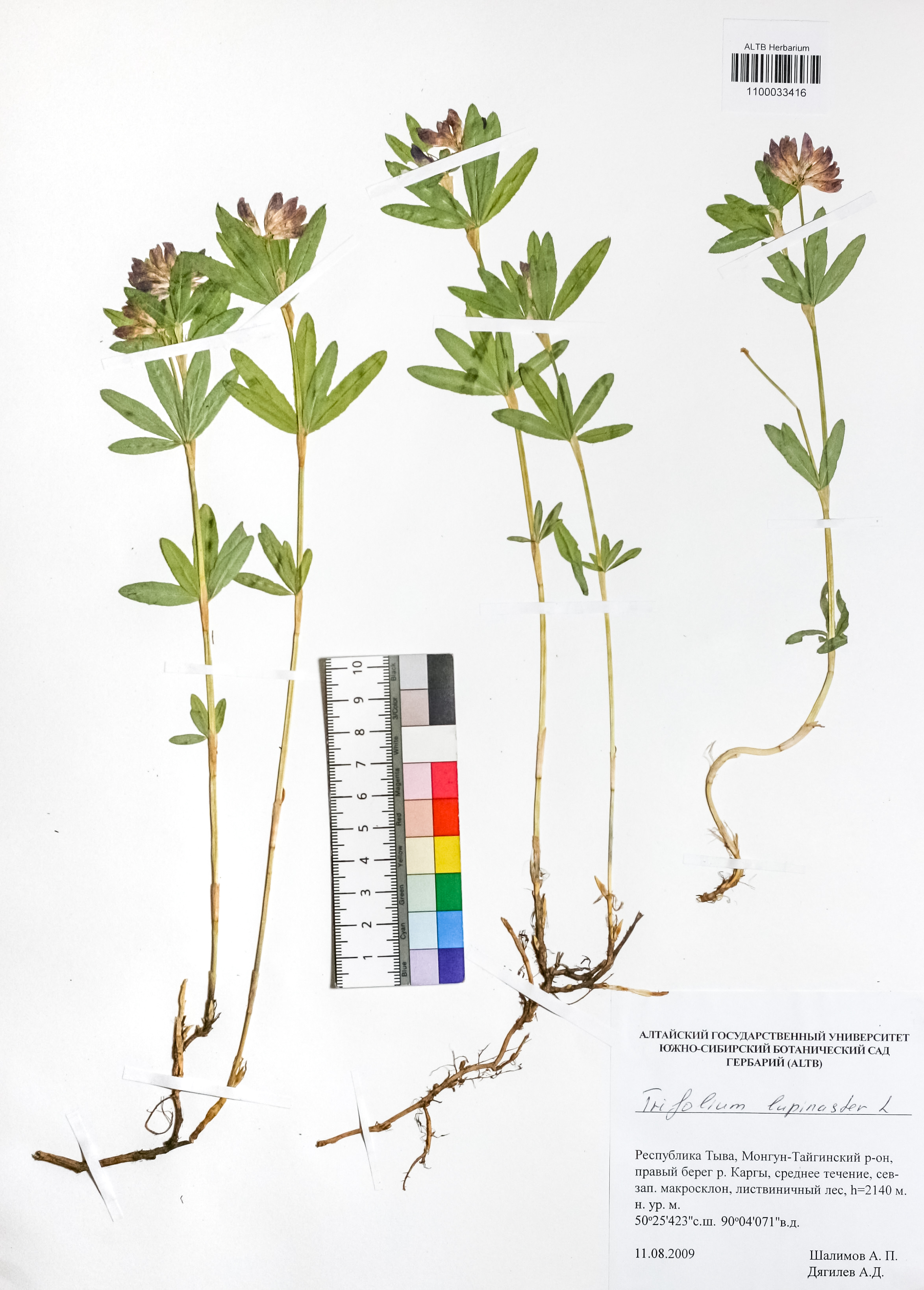Trifolium lupinaster L.