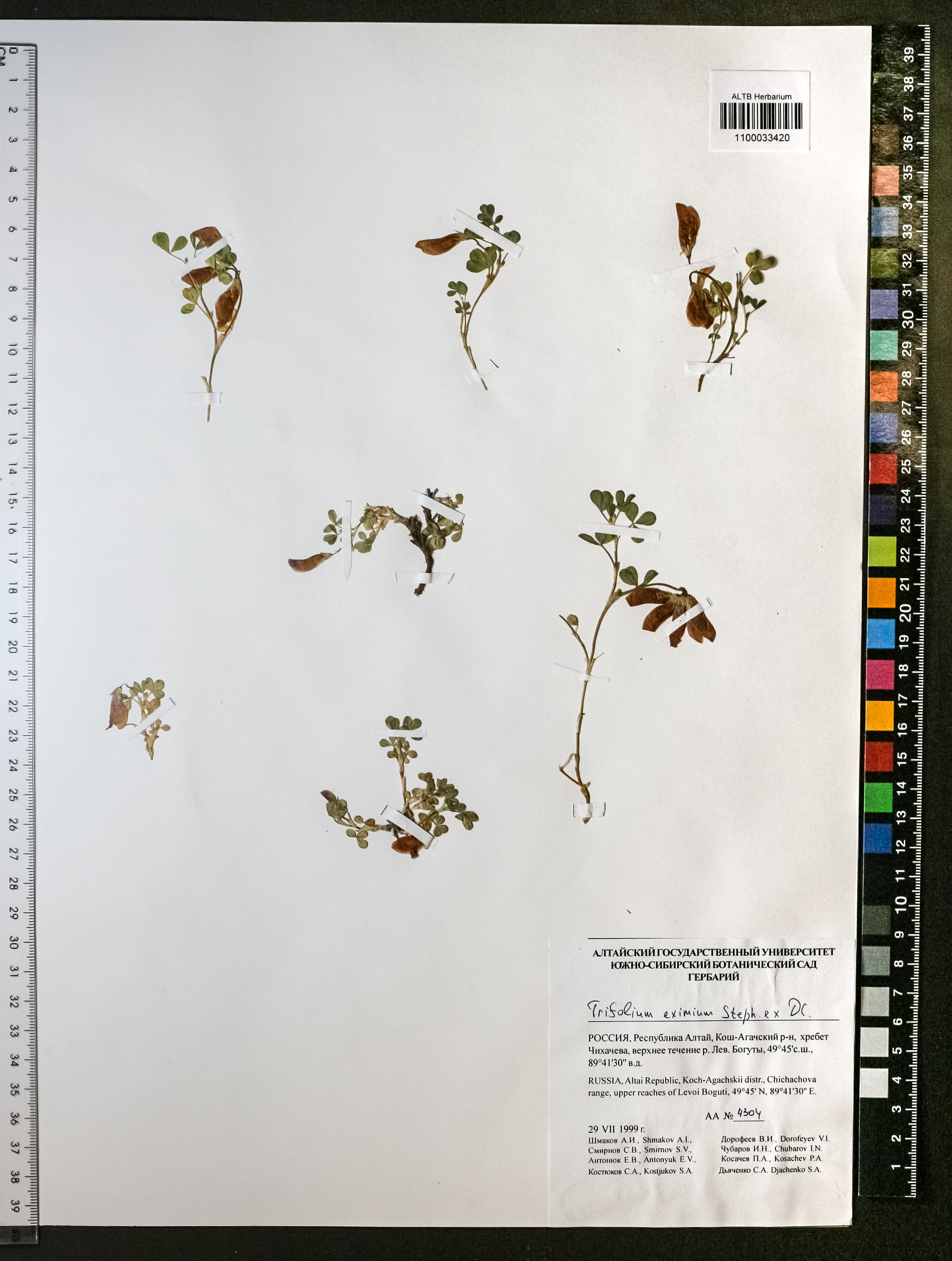 Trifolium eximium Steph. ex Ser.