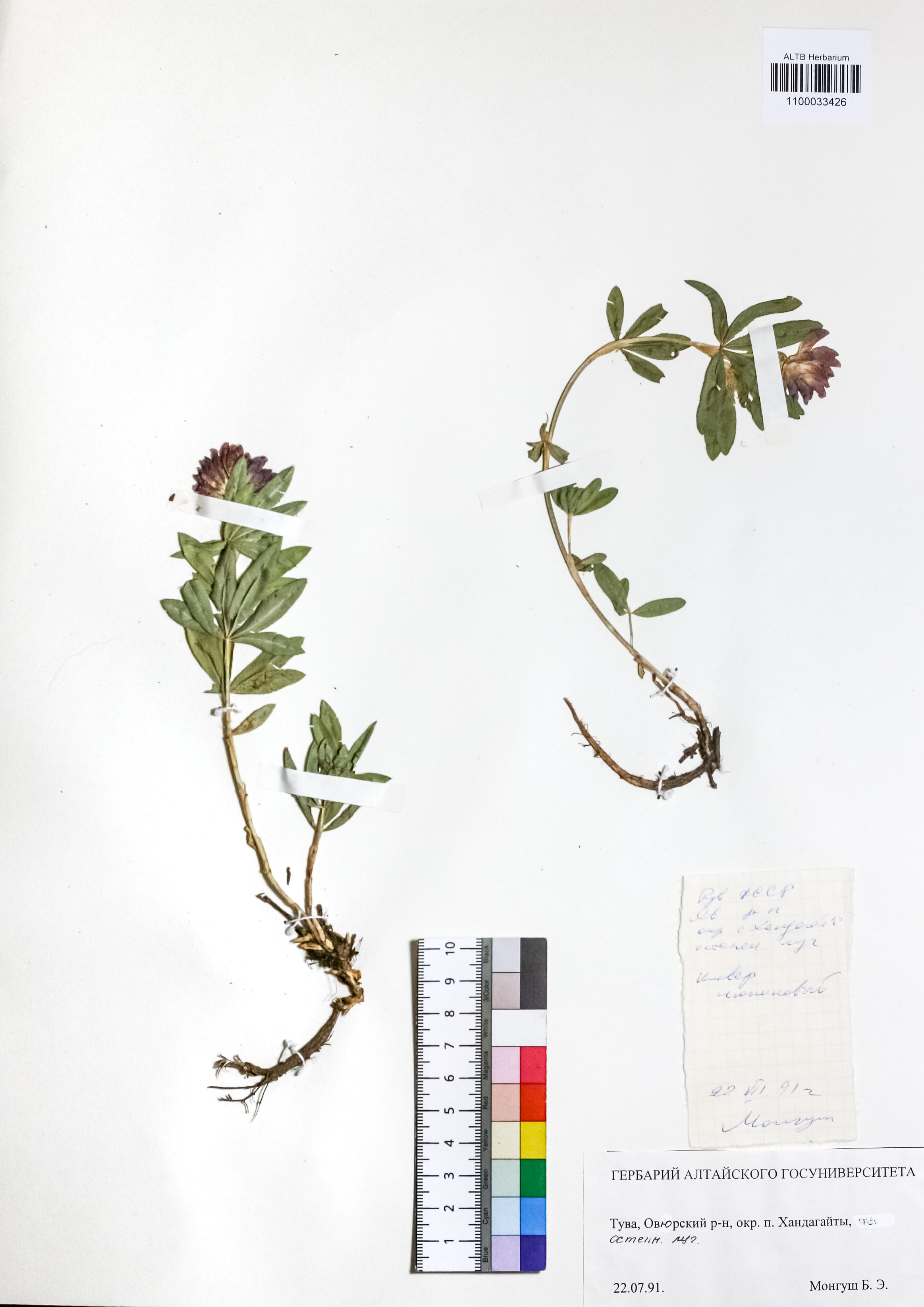 Trifolium lupinaster L.