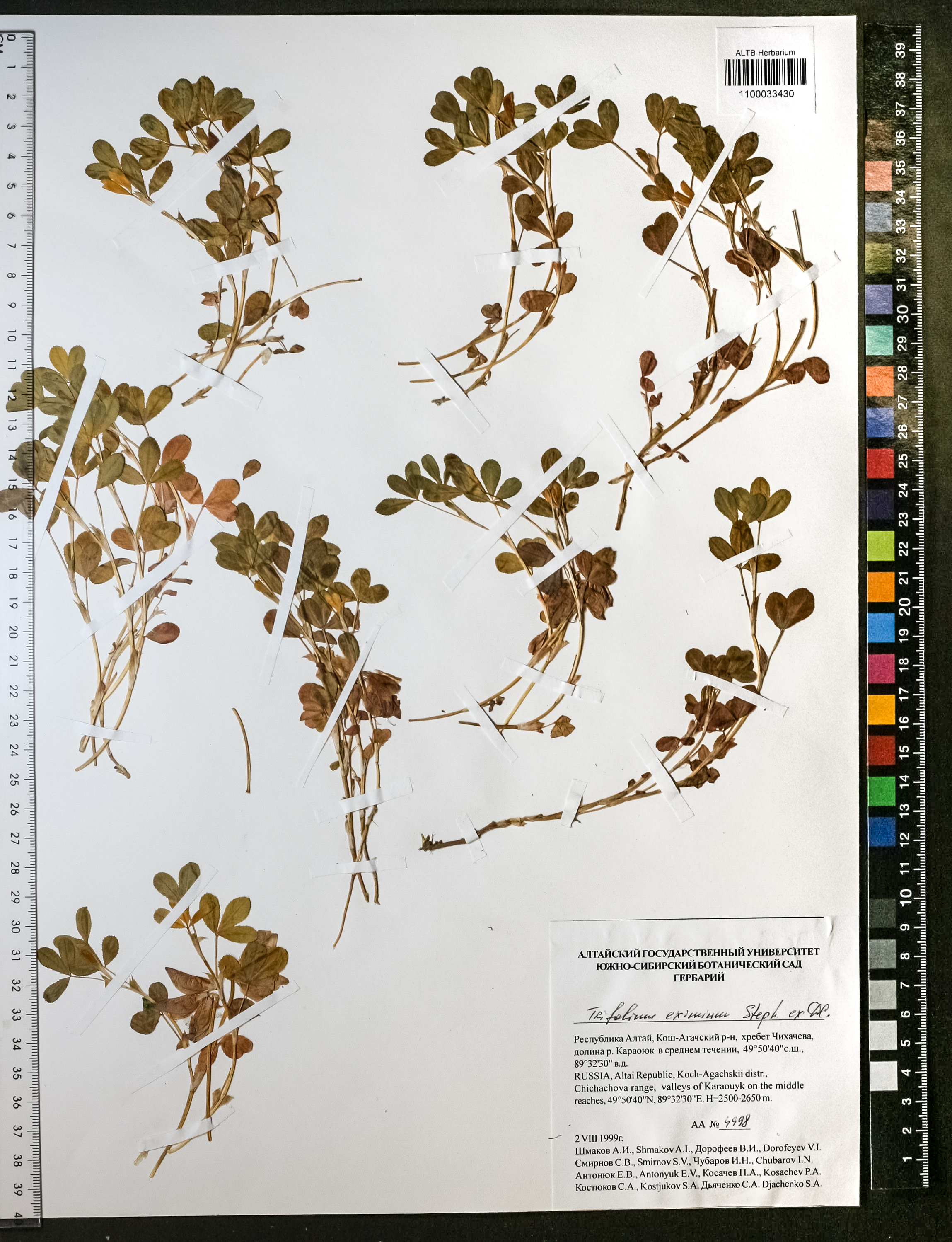 Trifolium eximium Steph. ex Ser.