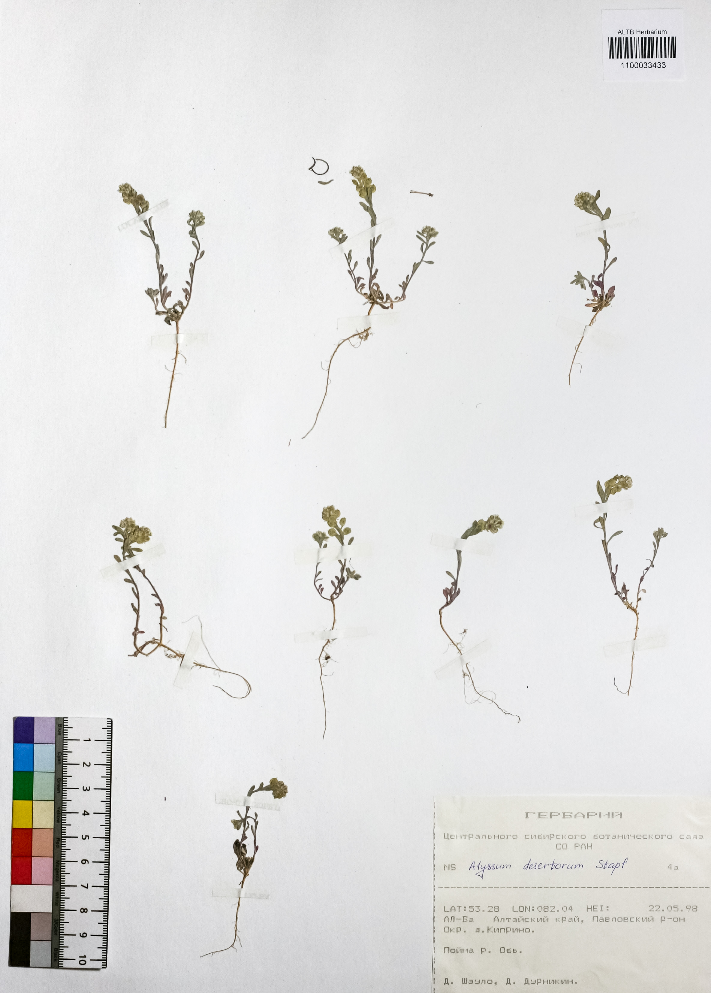 Alyssum desertorum Stapf