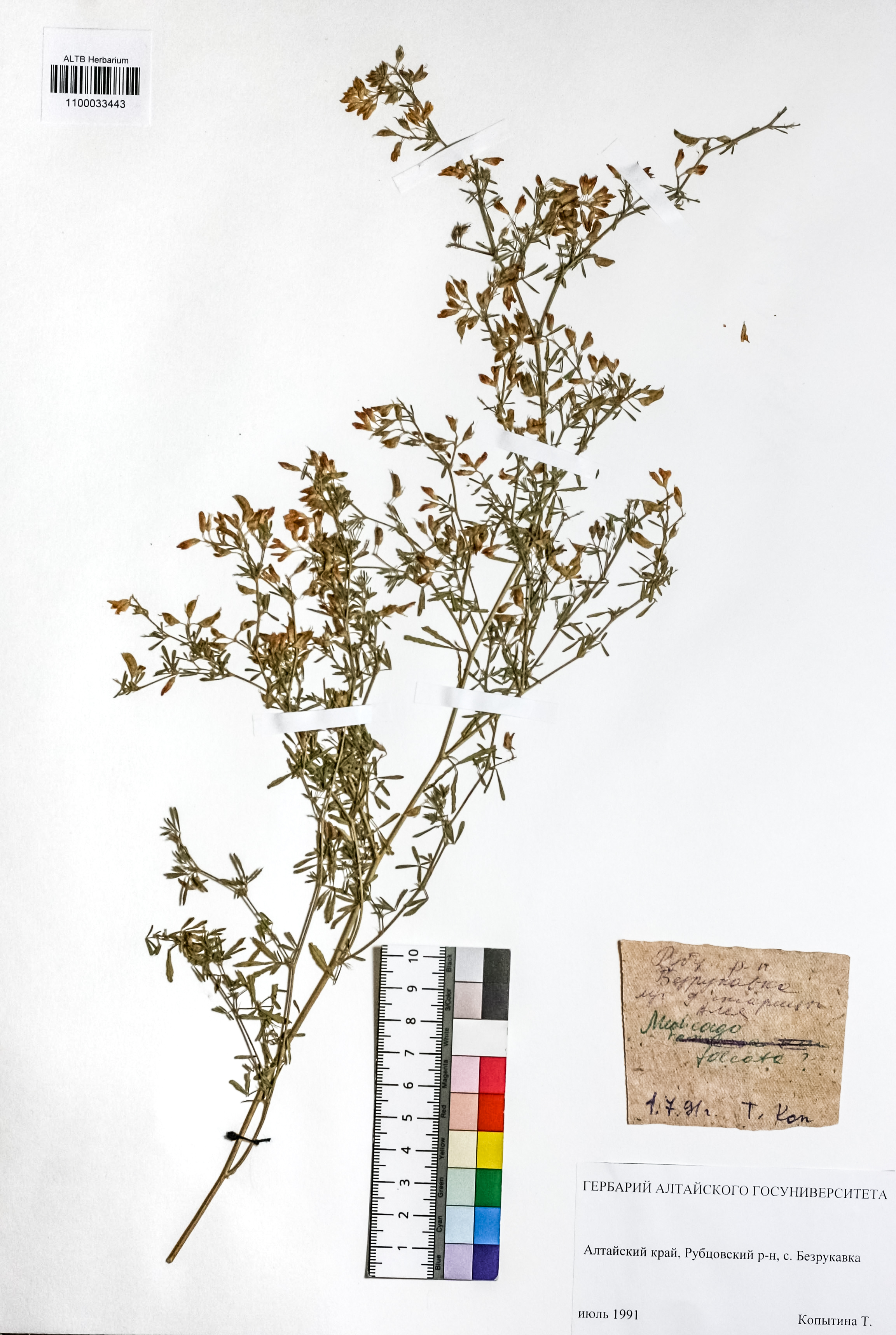 Medicago falcata L.