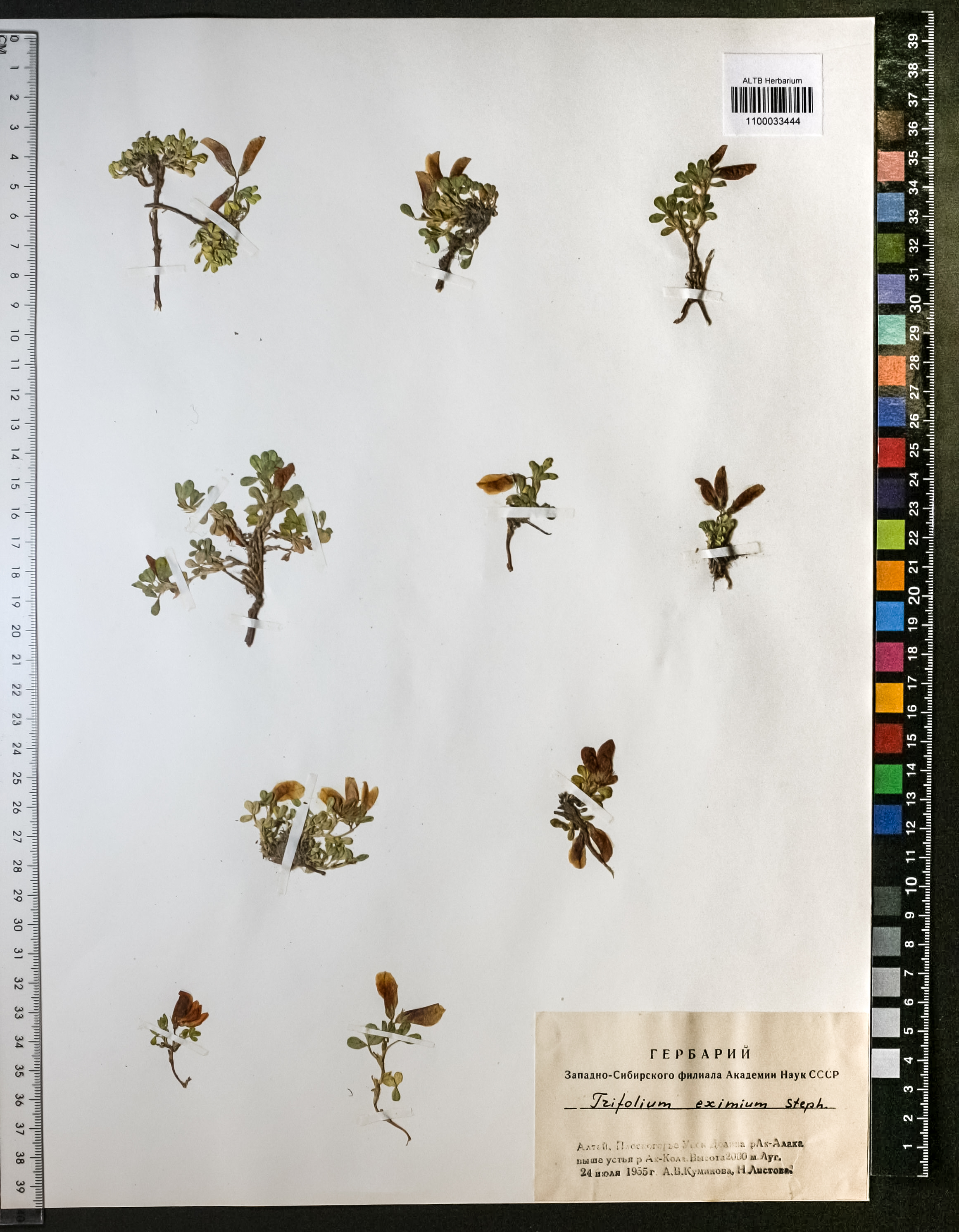 Trifolium eximium Steph. ex Ser.