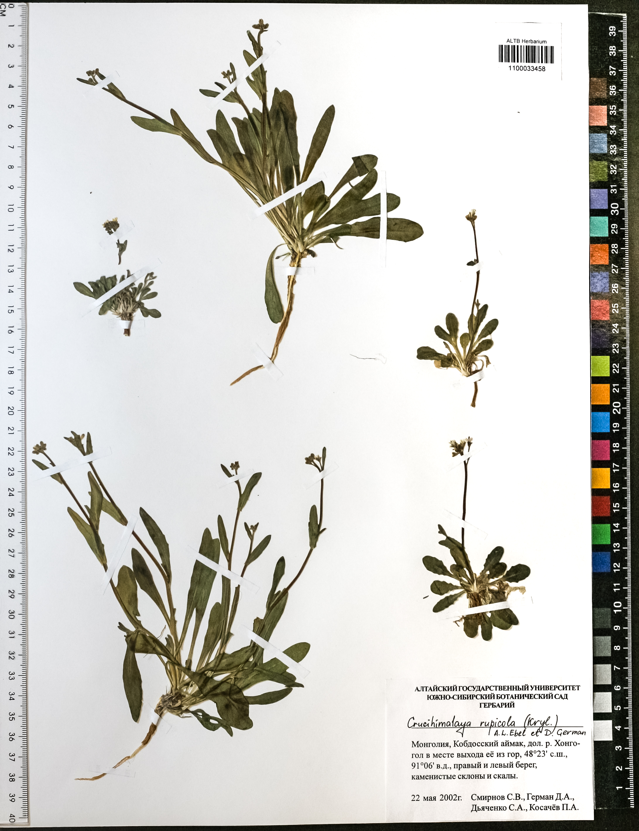 Crucihimalaya rupicola (Krylov) A.L.Ebel & D.A.German