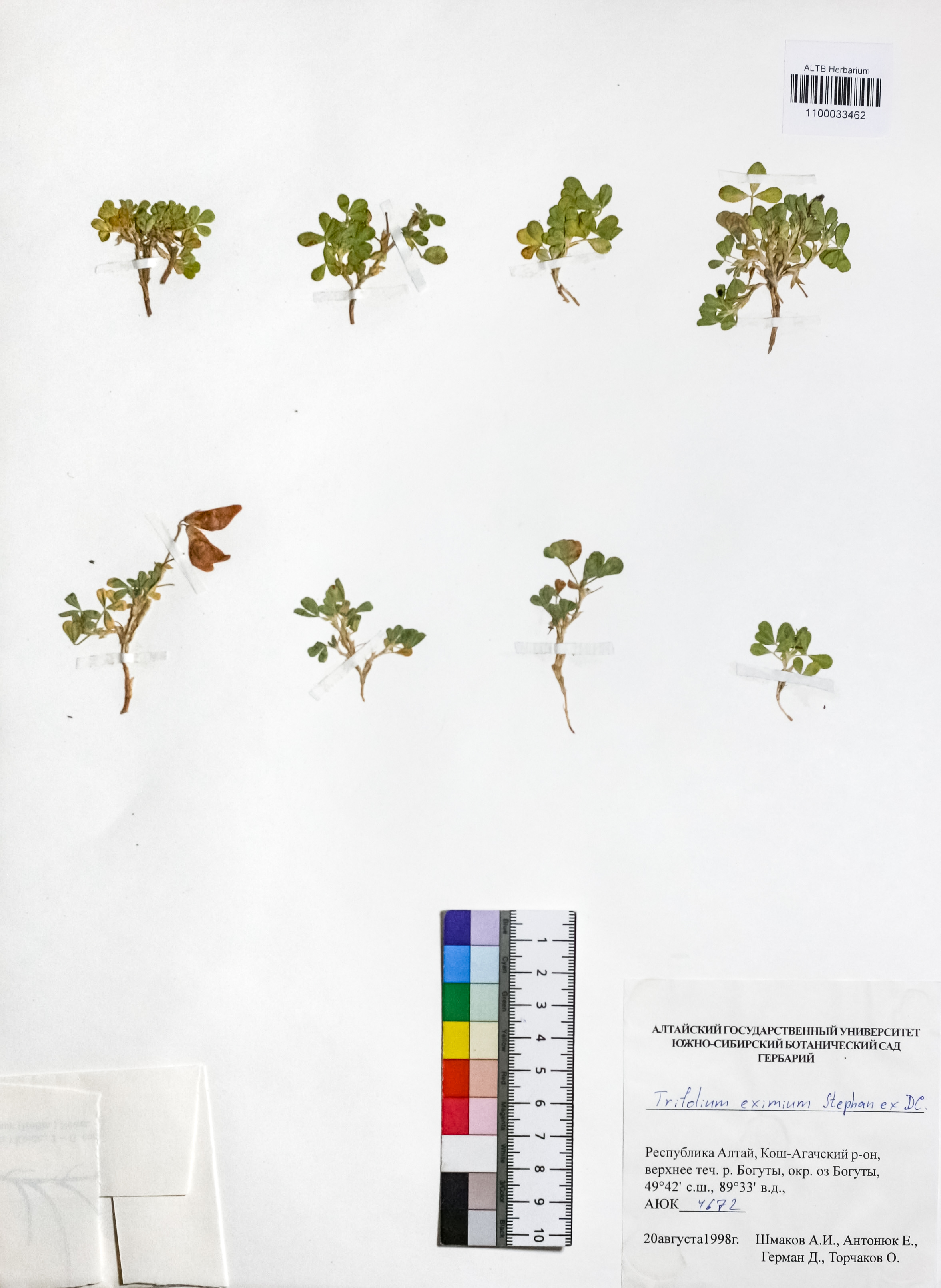 Trifolium eximium Steph. ex Ser.