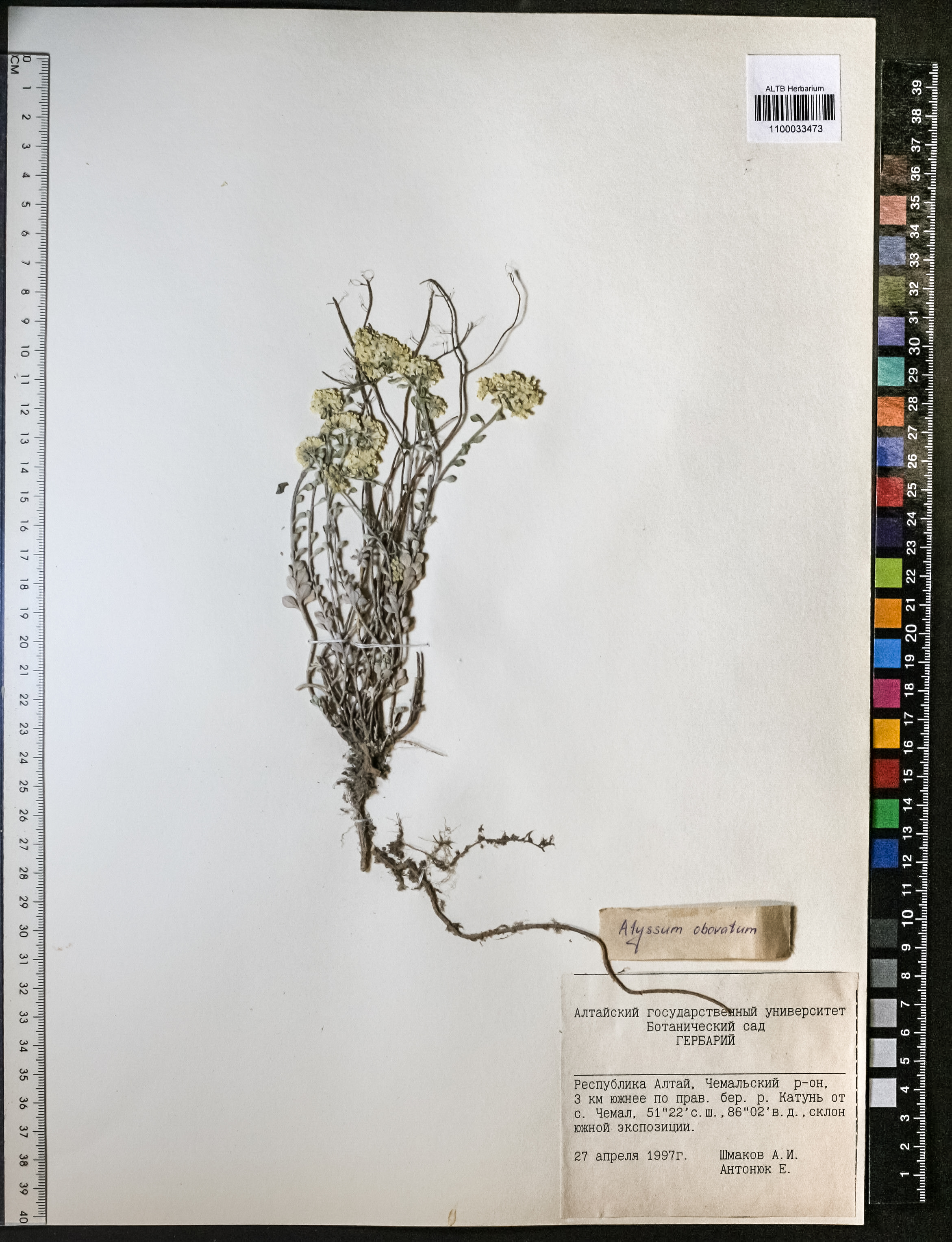 Alyssum obovatum (C.A.Mey.) Turcz.