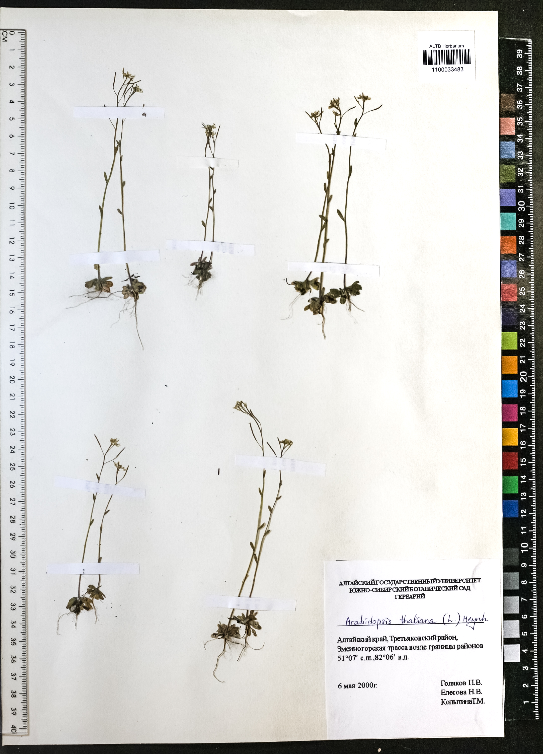 Arabidopsis thaliana (L.) Heynh.