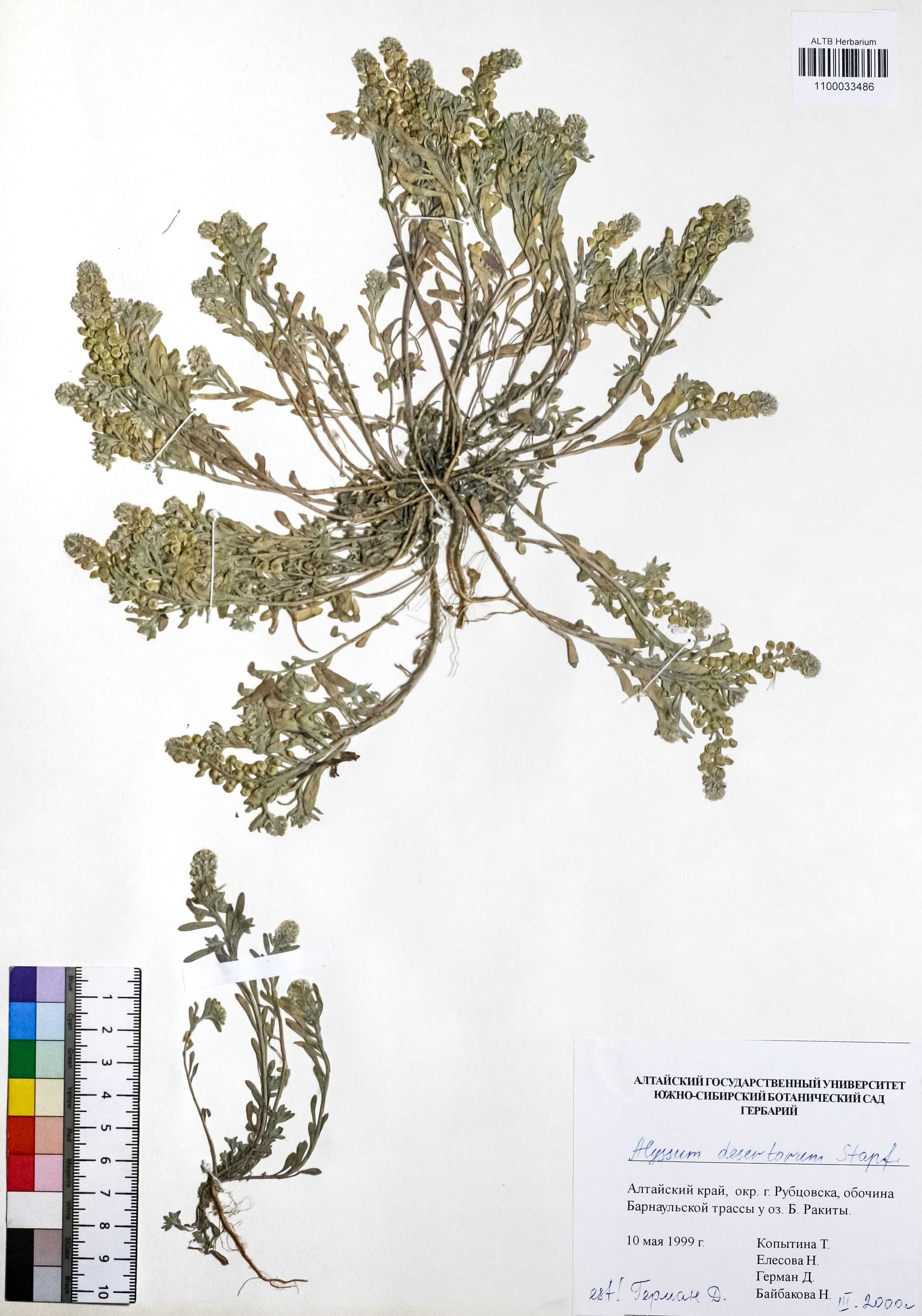 Alyssum desertorum Stapf
