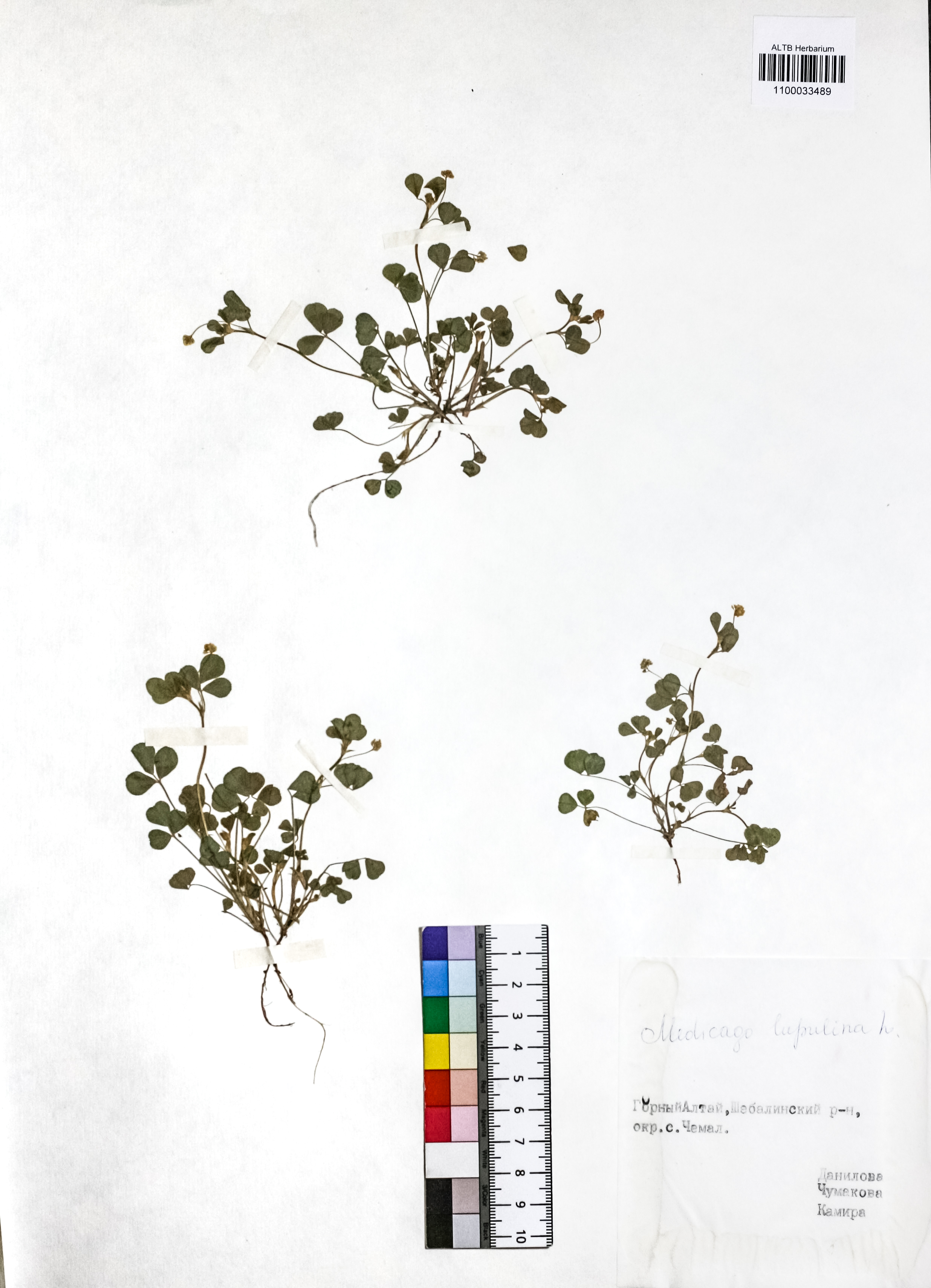 Medicago lupulina L.