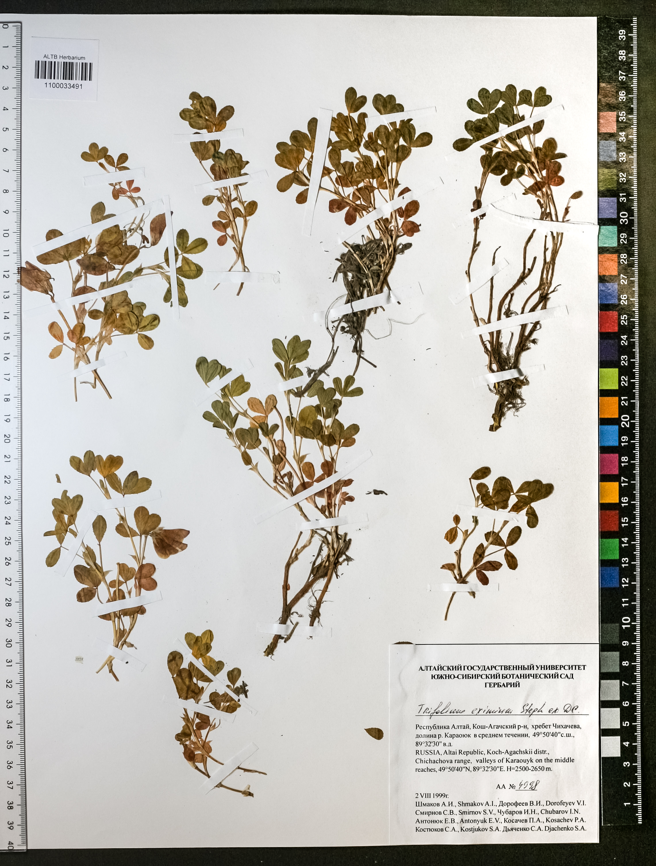 Trifolium eximium Steph. ex Ser.