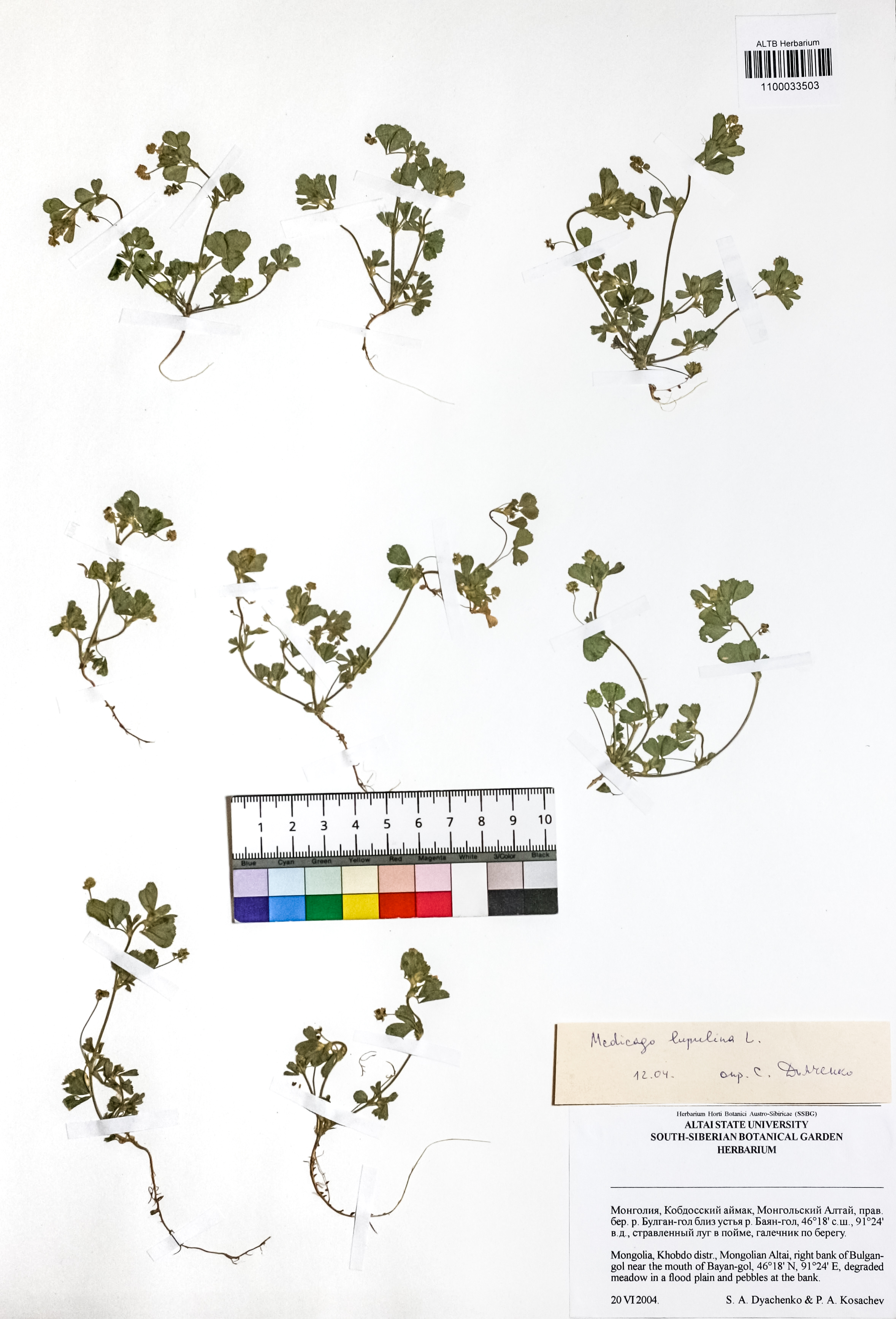 Medicago lupulina L.