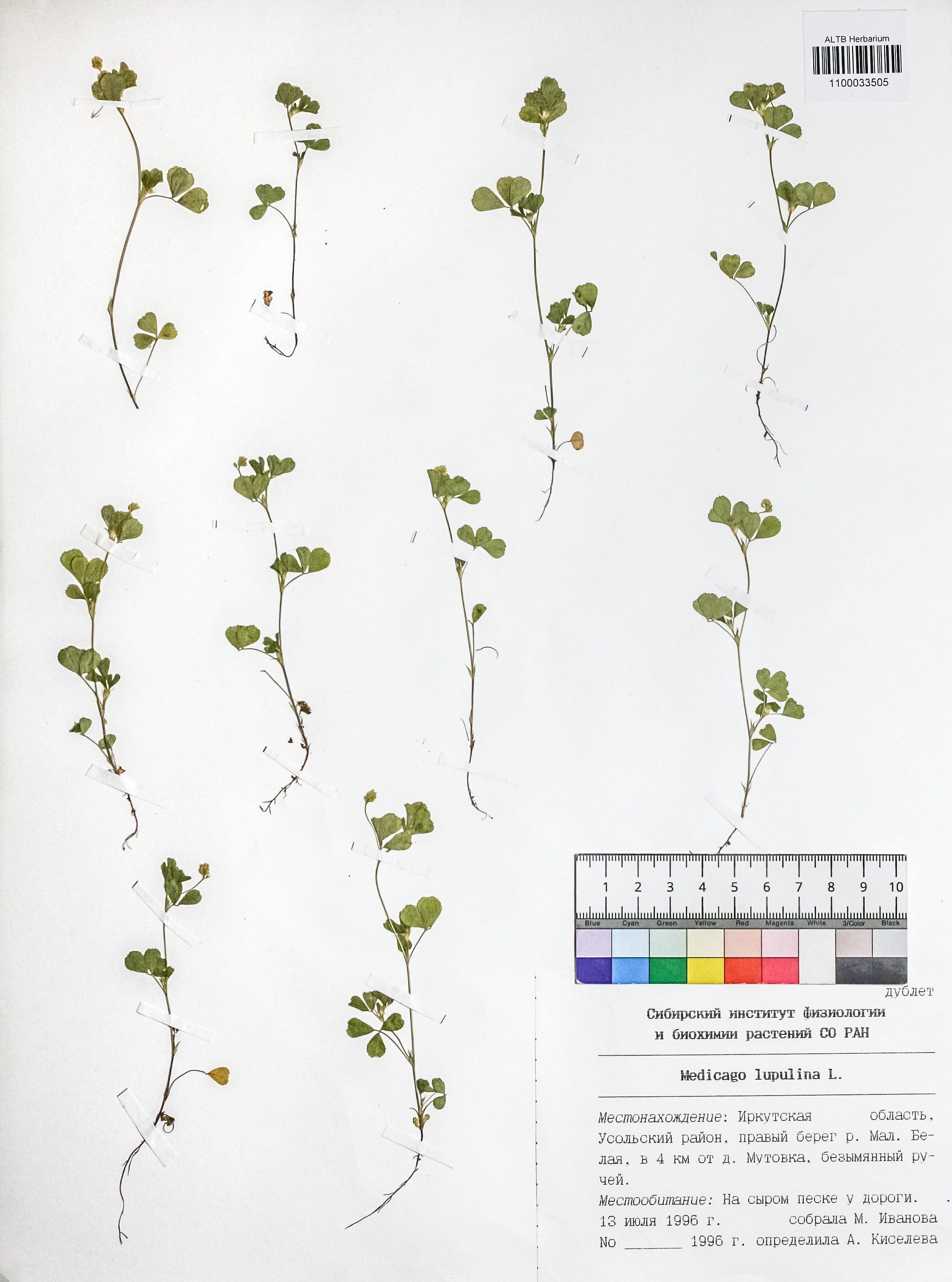 Medicago lupulina L.