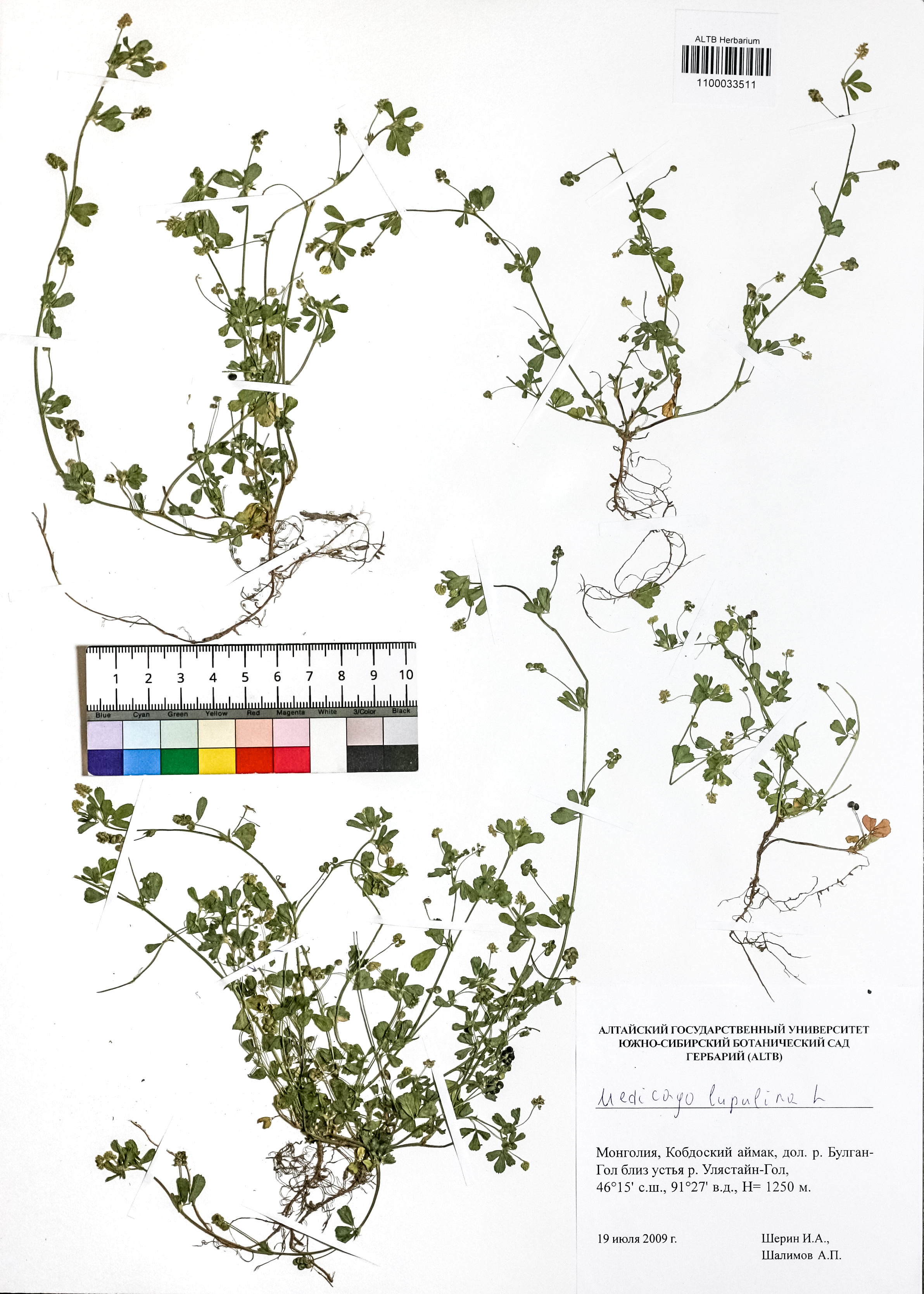 Medicago lupulina L.