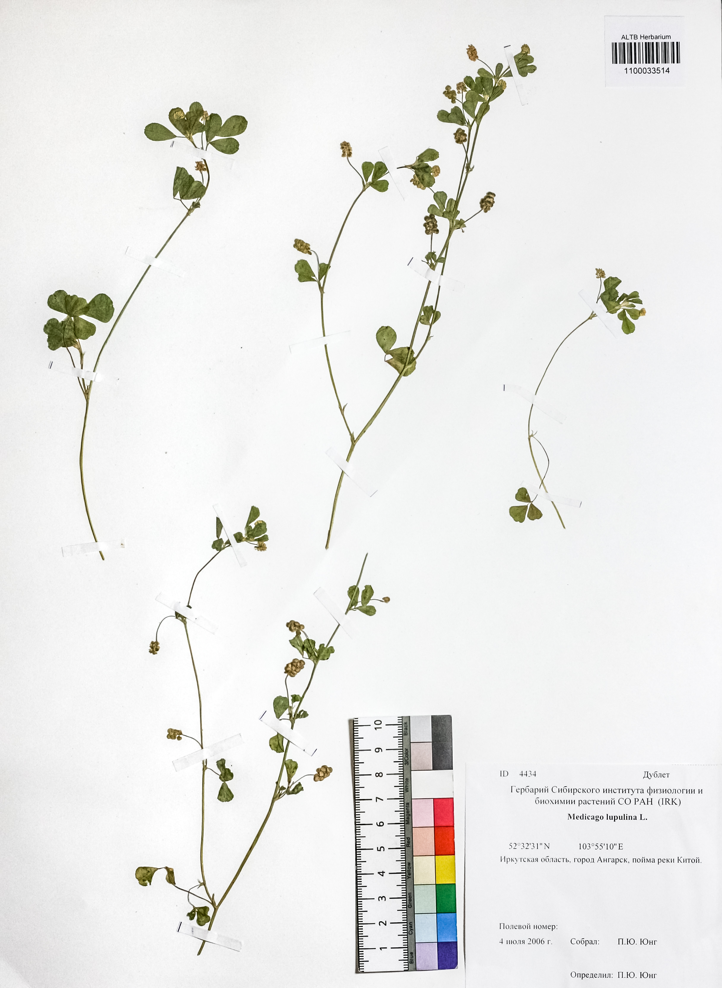 Medicago lupulina L.